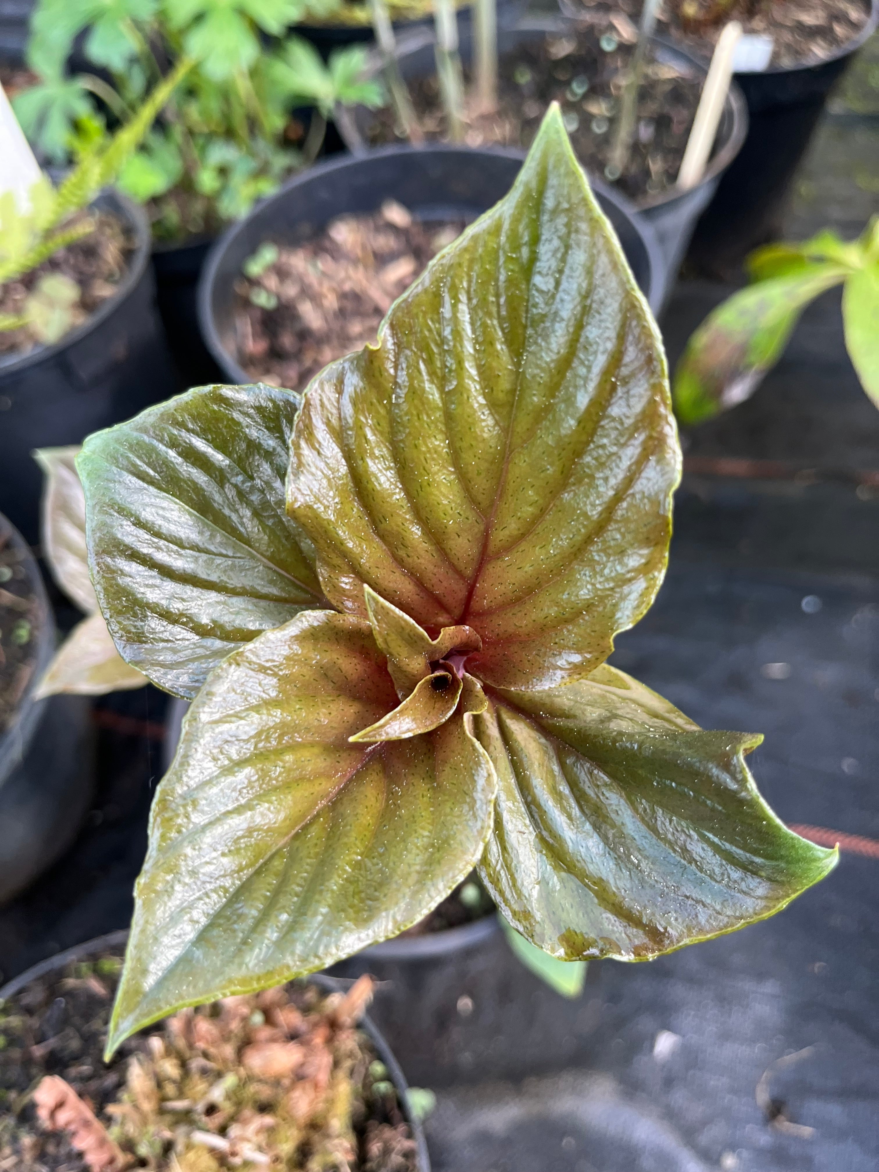 Lysimachia paridiformis var paridiformis