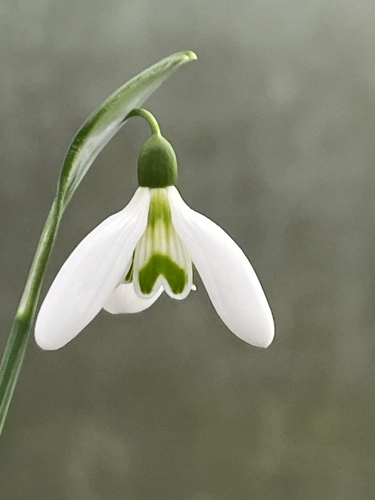 Galanthus ‘Gelber Clown'