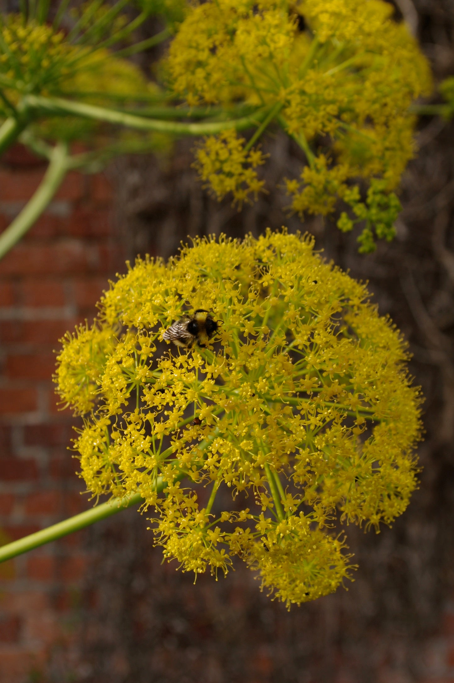 Ferula communis