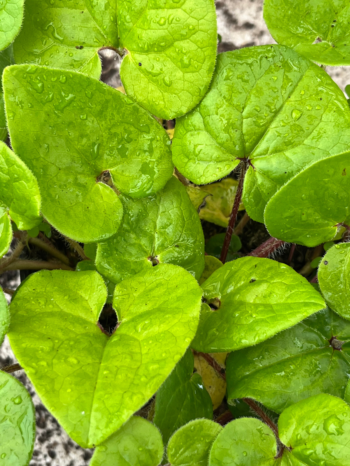 Asarum caudatum – Edulis