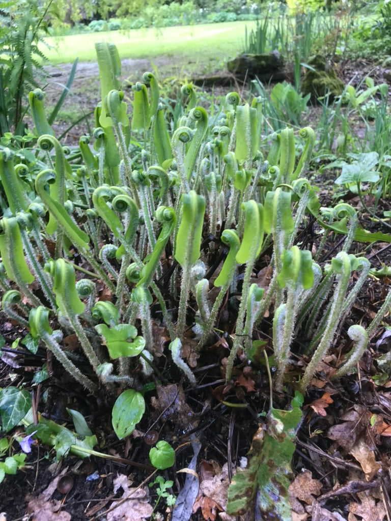 Asplenium scolopendrium