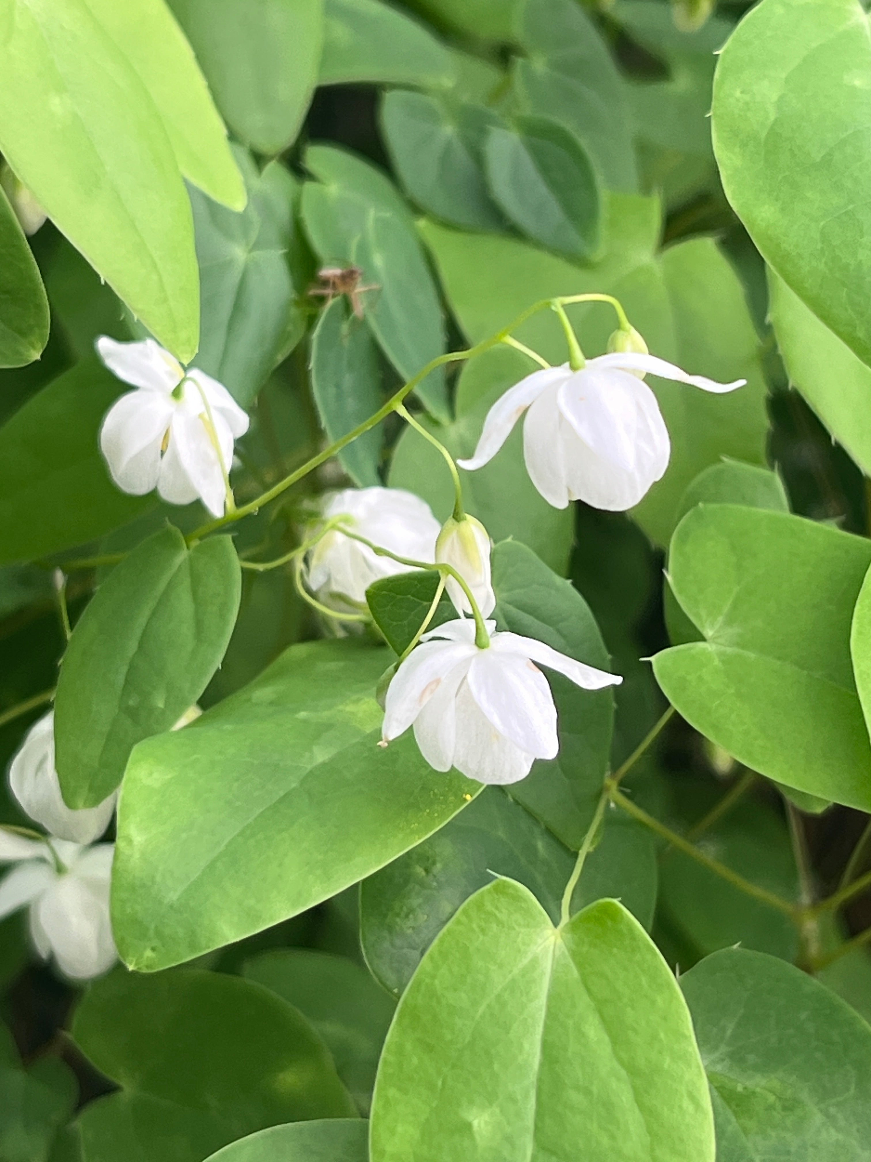 Epimedium ‘Hakubai'