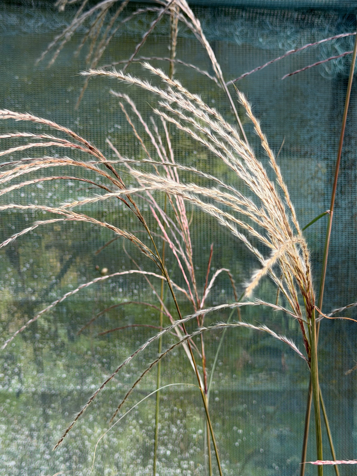 Miscanthus sinensis ‘Beth Chatto’