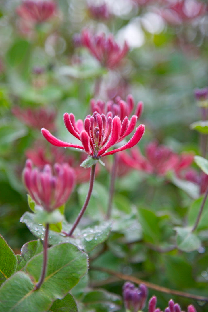 Lonicera x americana