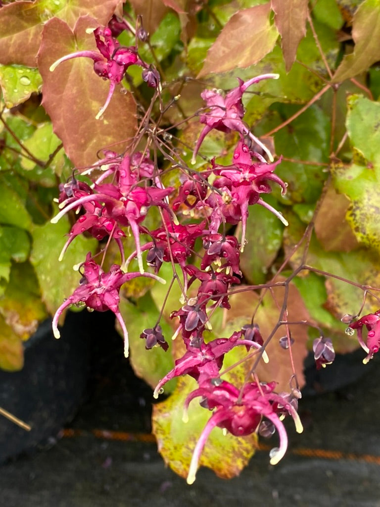 Epimedium ‘Red Maximum’ – Edulis