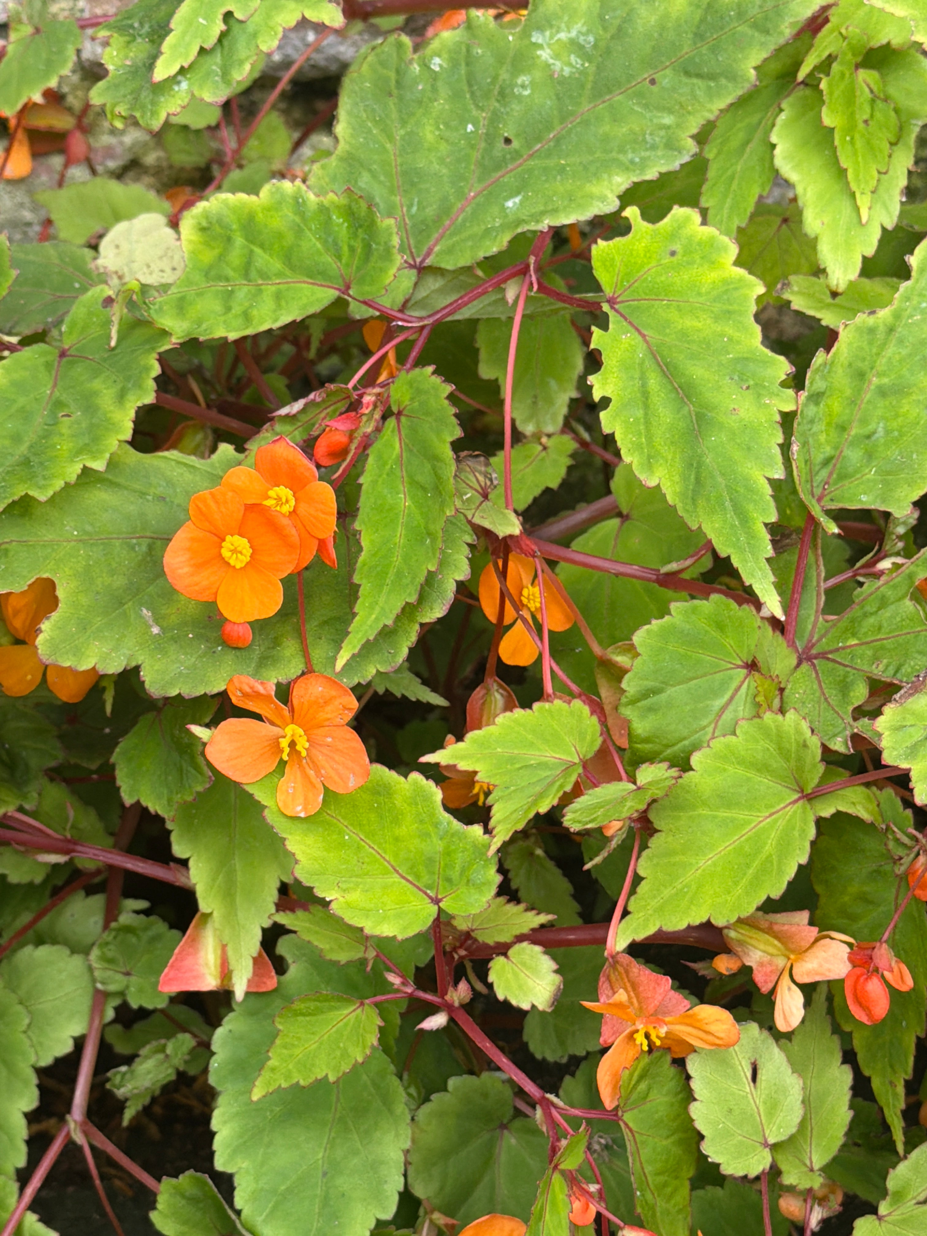 Begonia sutherlandii AGM