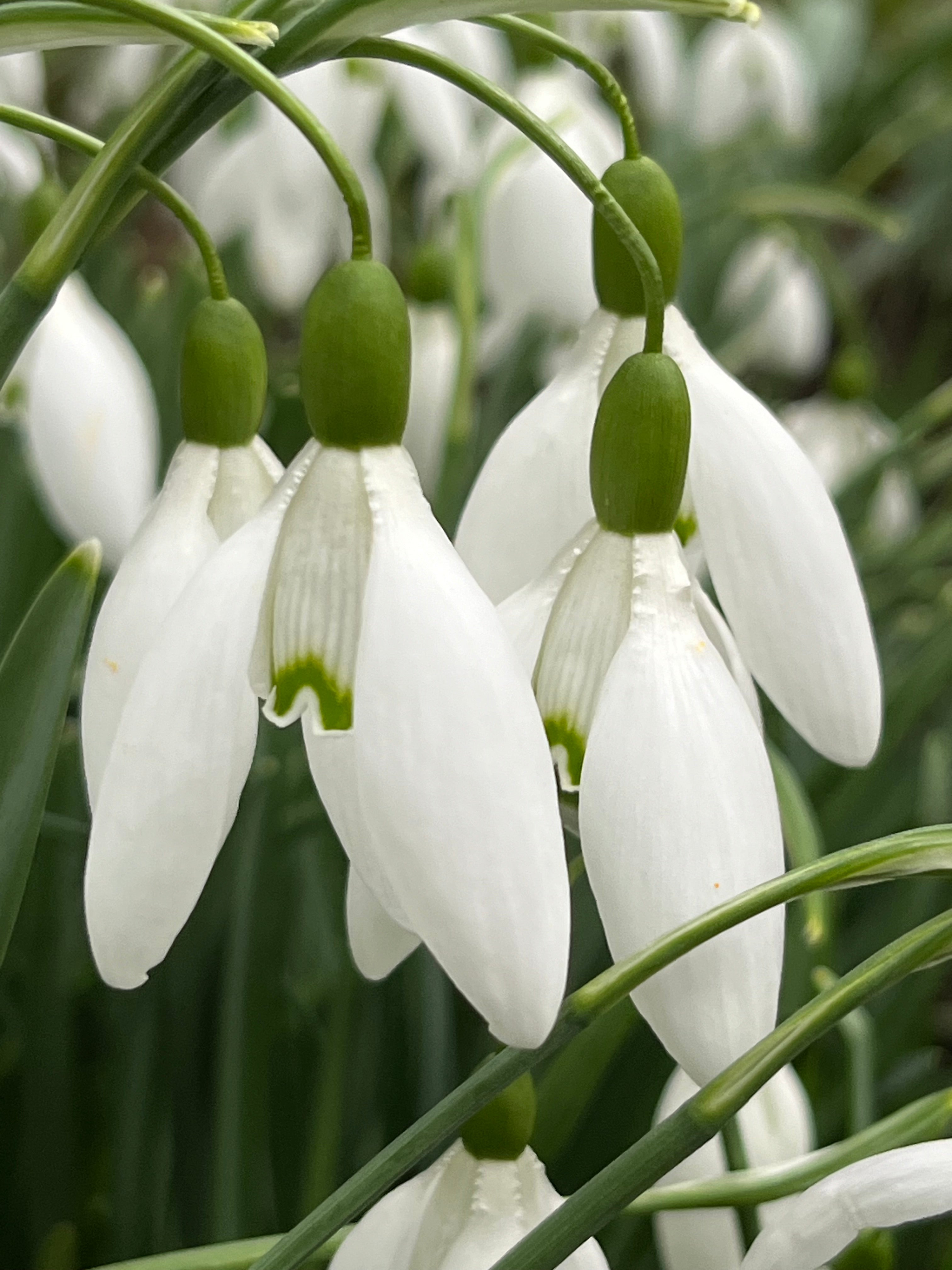 Galanthus ‘Blewbury’