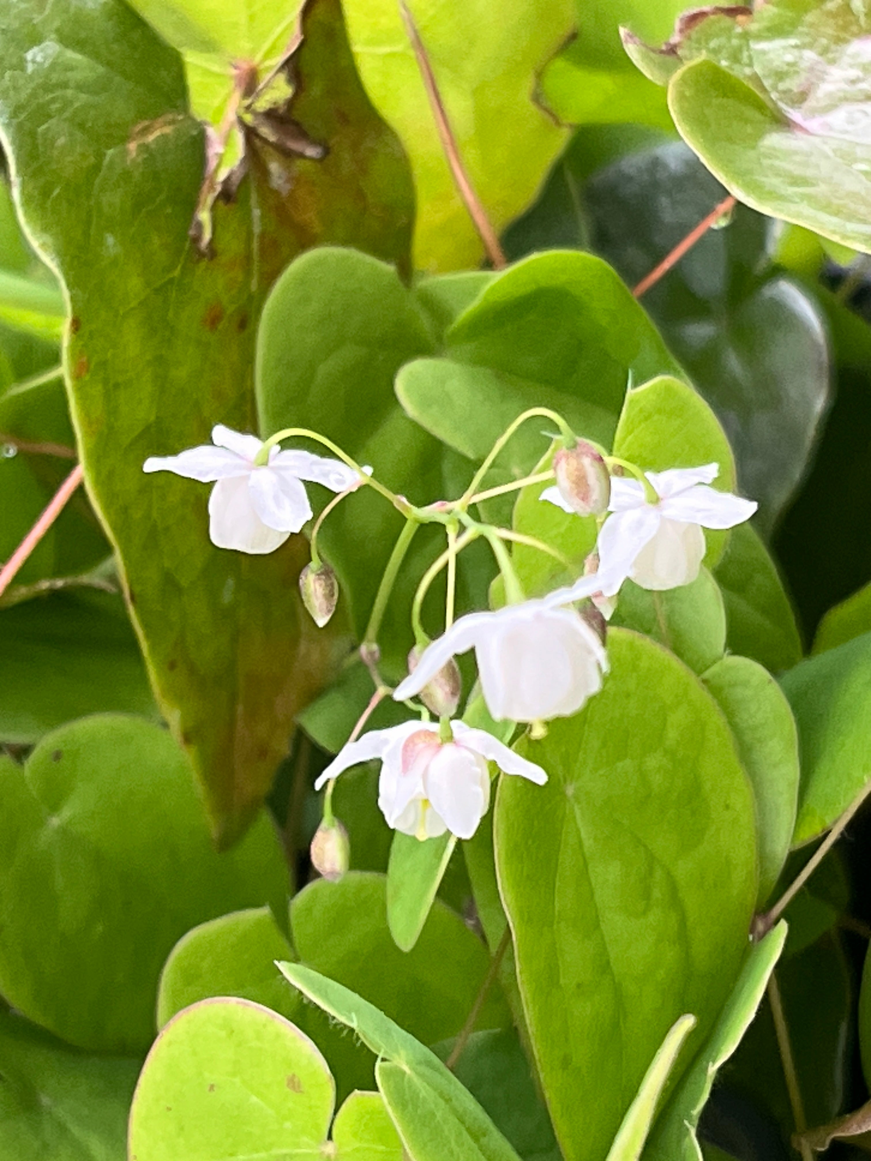 Epimedium ‘Hakubai'