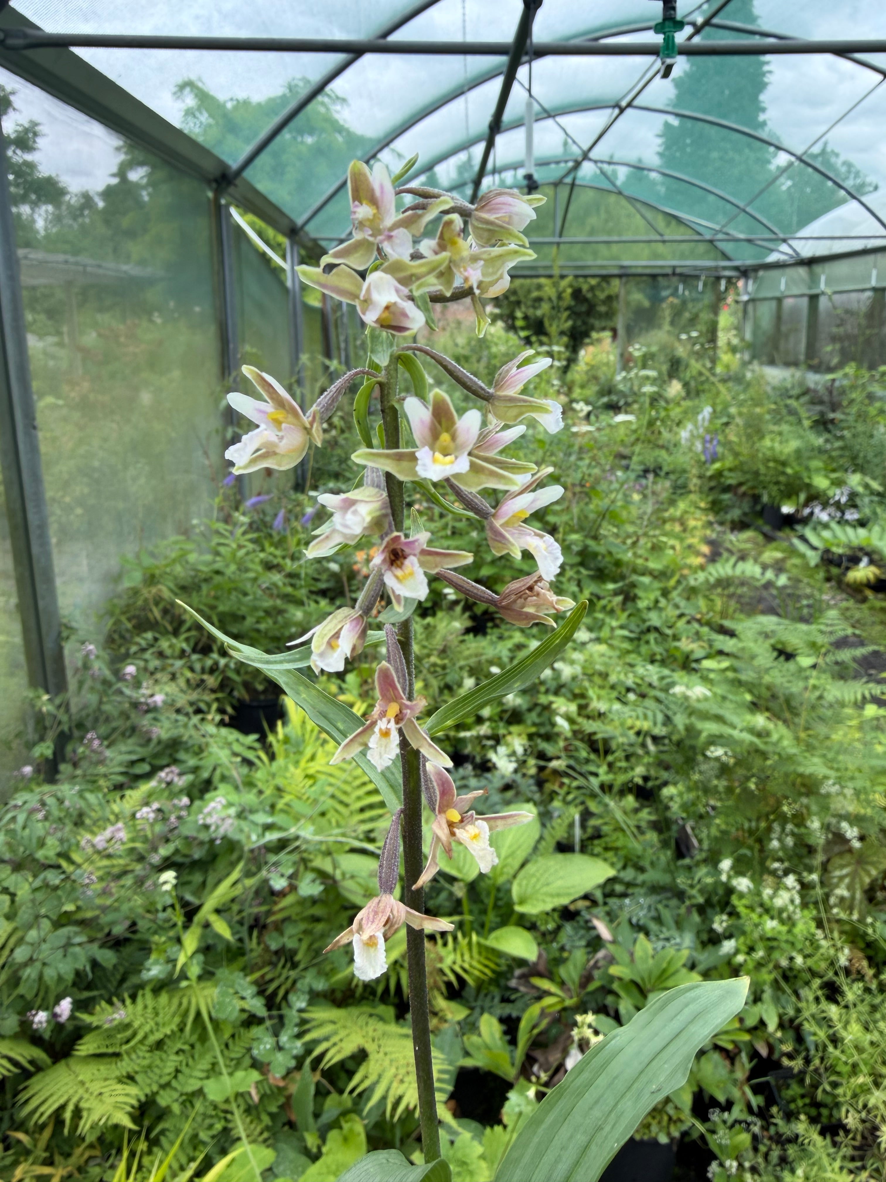 Epipactis palustris