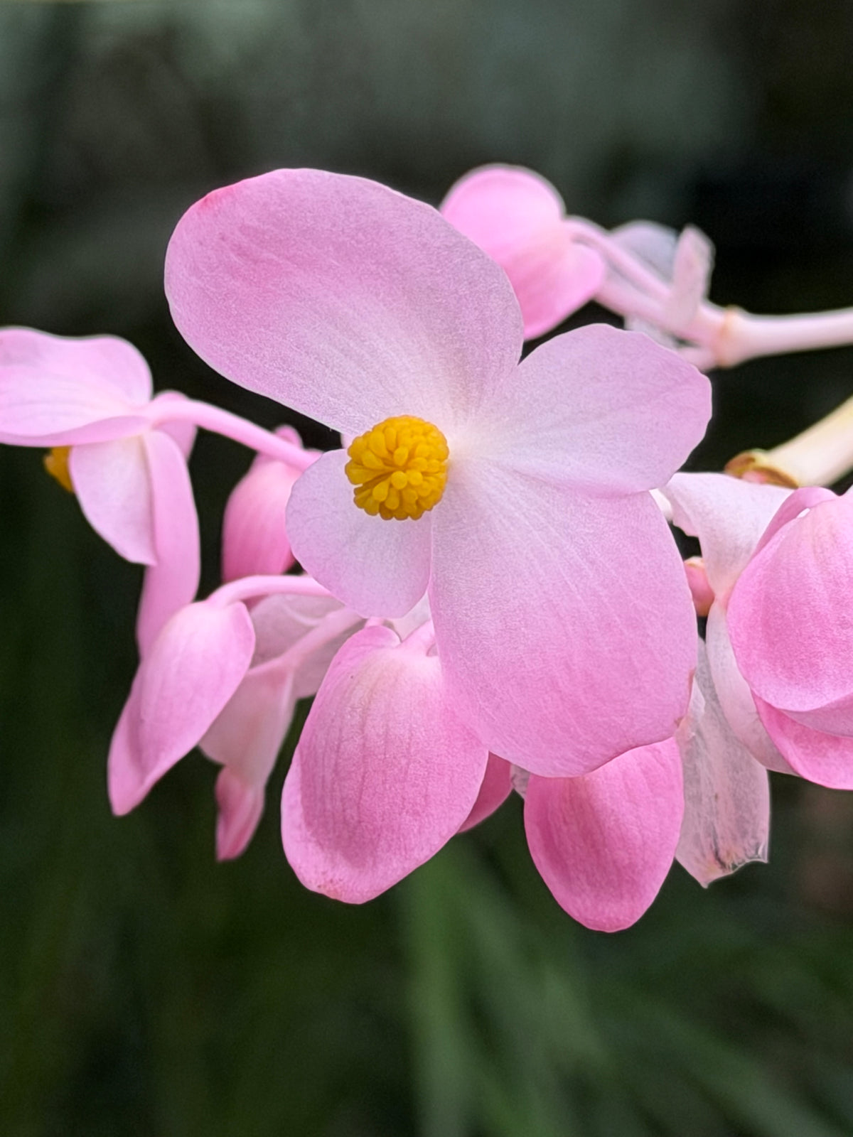 Begonia x 'Torsa'