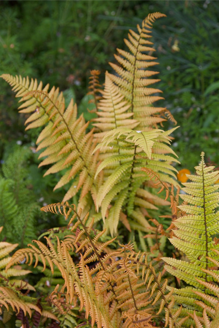 Dryopteris wallichiana &#39;Jurassic Gold&#39;