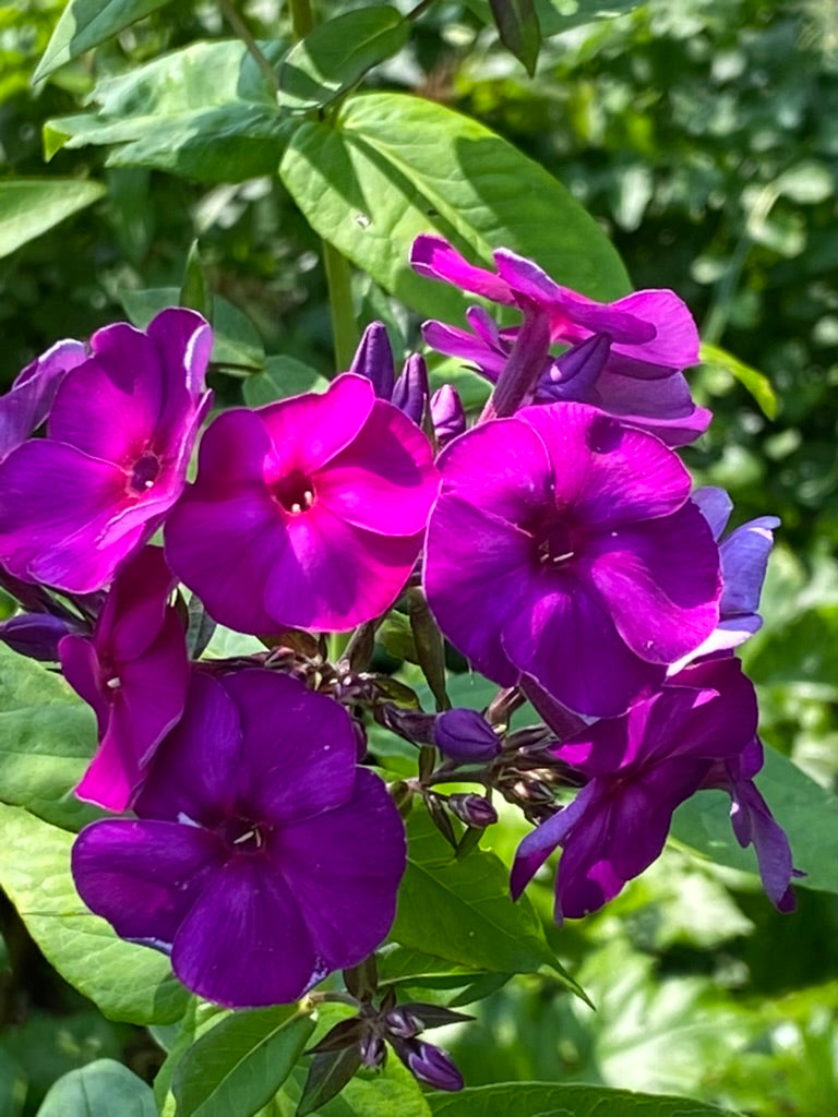 Phlox paniculata ‘Iris&#39;