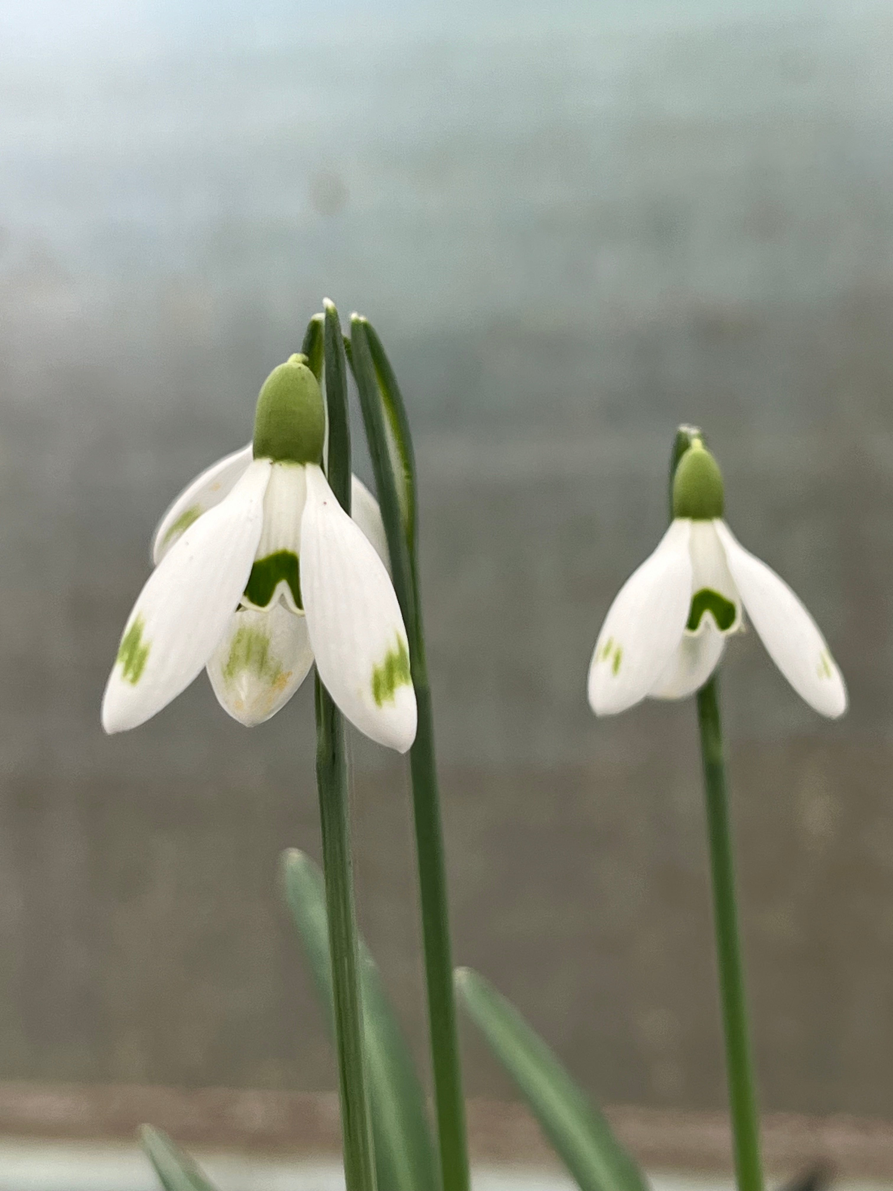 Galanthus nivalis &#39;Apartment&#39; (D017)