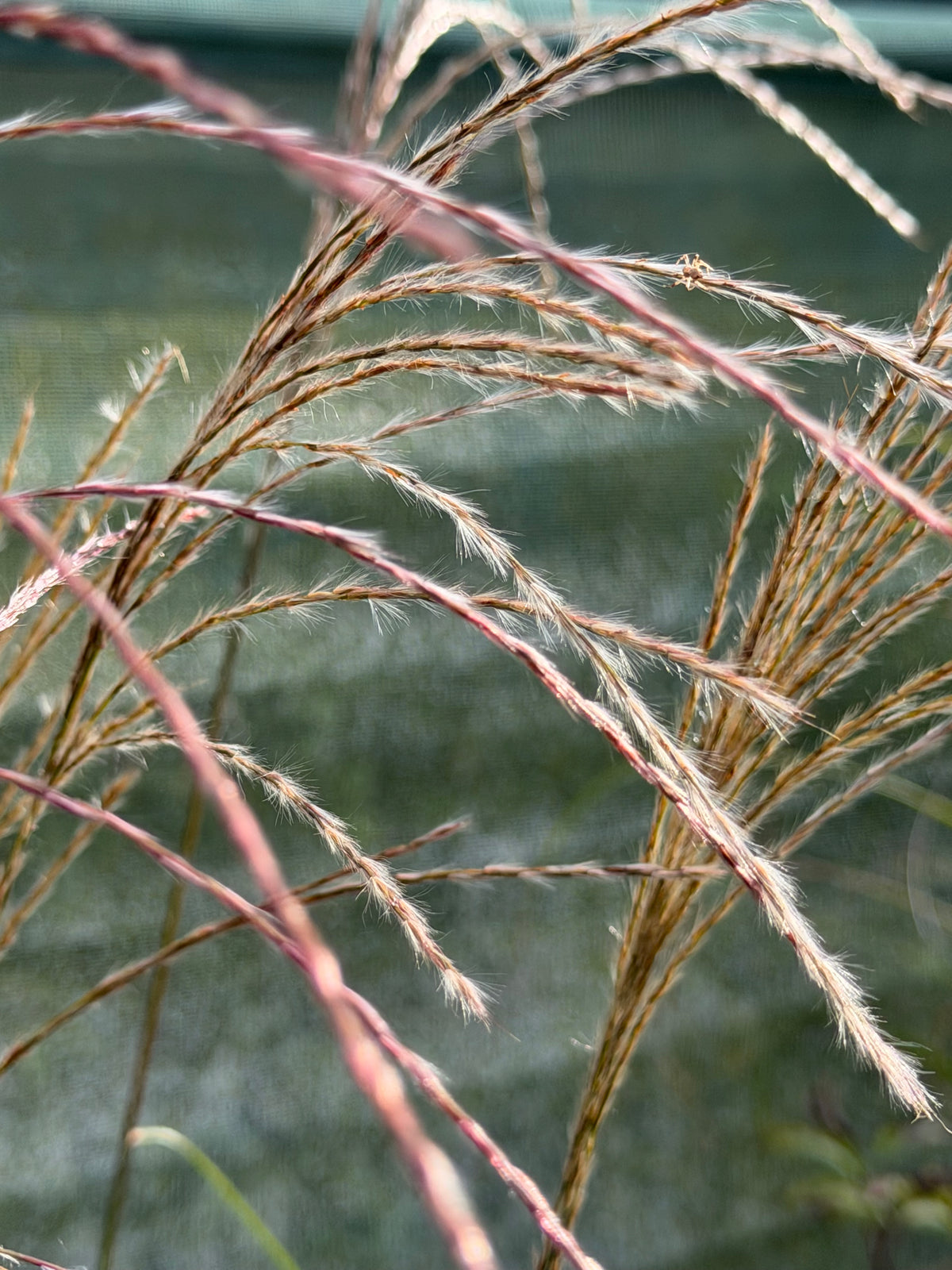 Miscanthus sinensis ‘Beth Chatto’