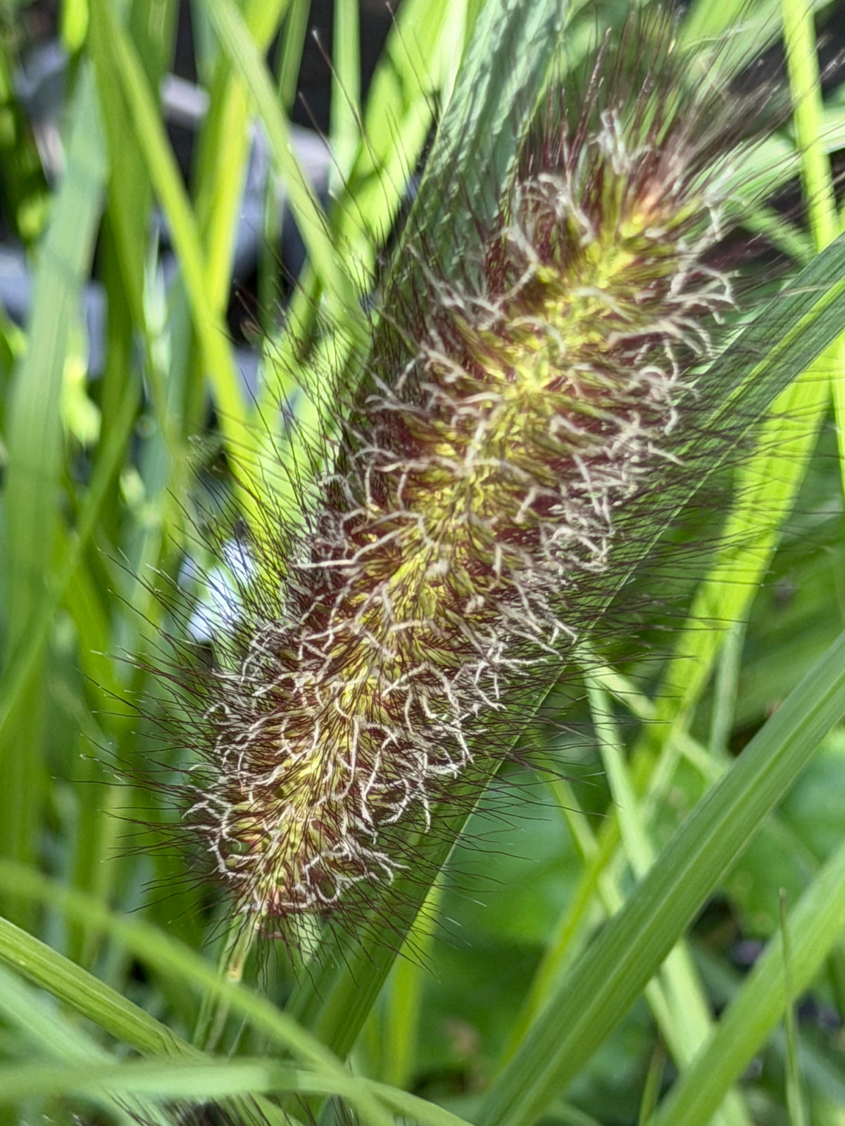 Pennisetum alopecuroides 'Black Beauty'