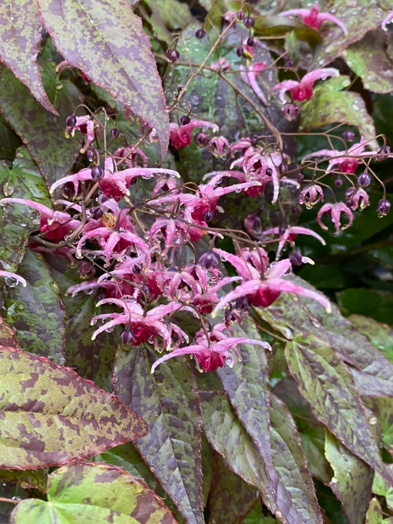 Epimedium ‘Pink Champagne’