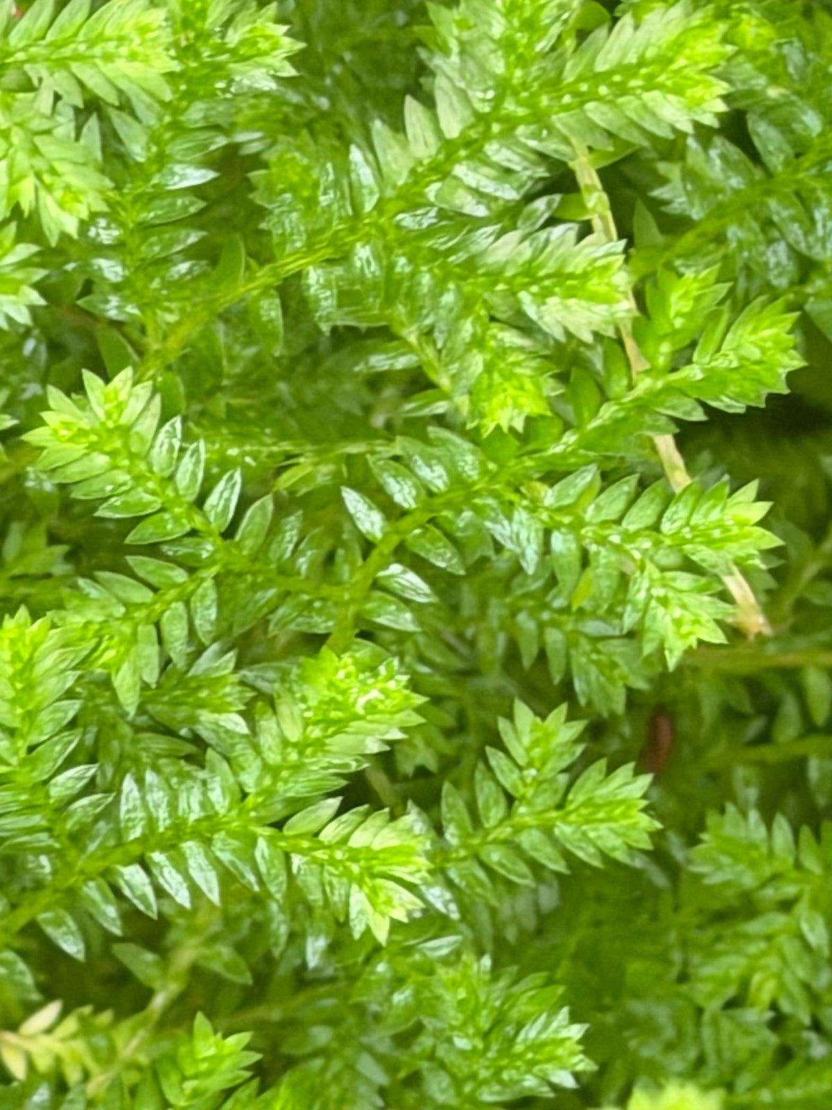 Selaginella kraussiana