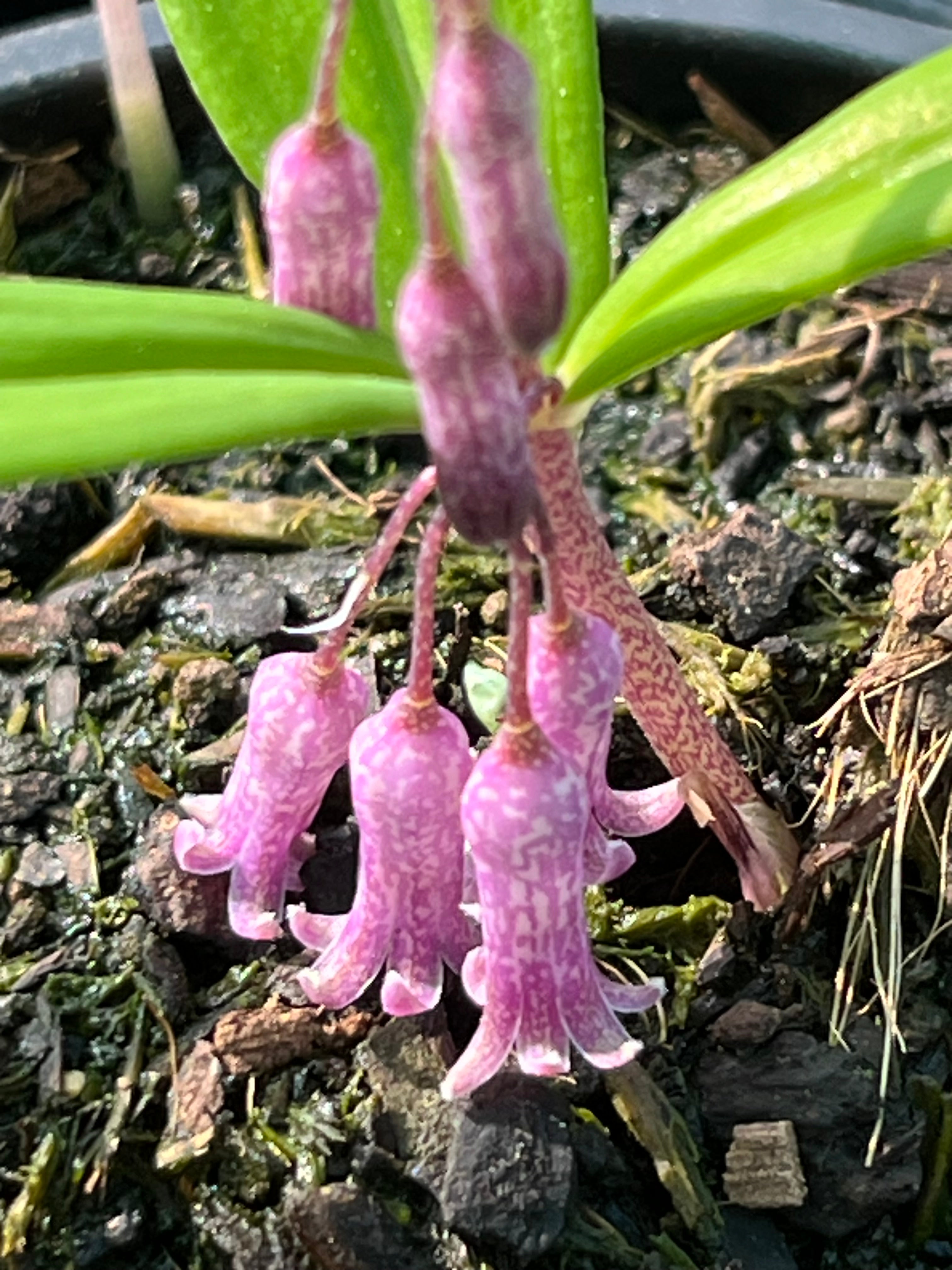 Polygonatum roseum SBQE 1310