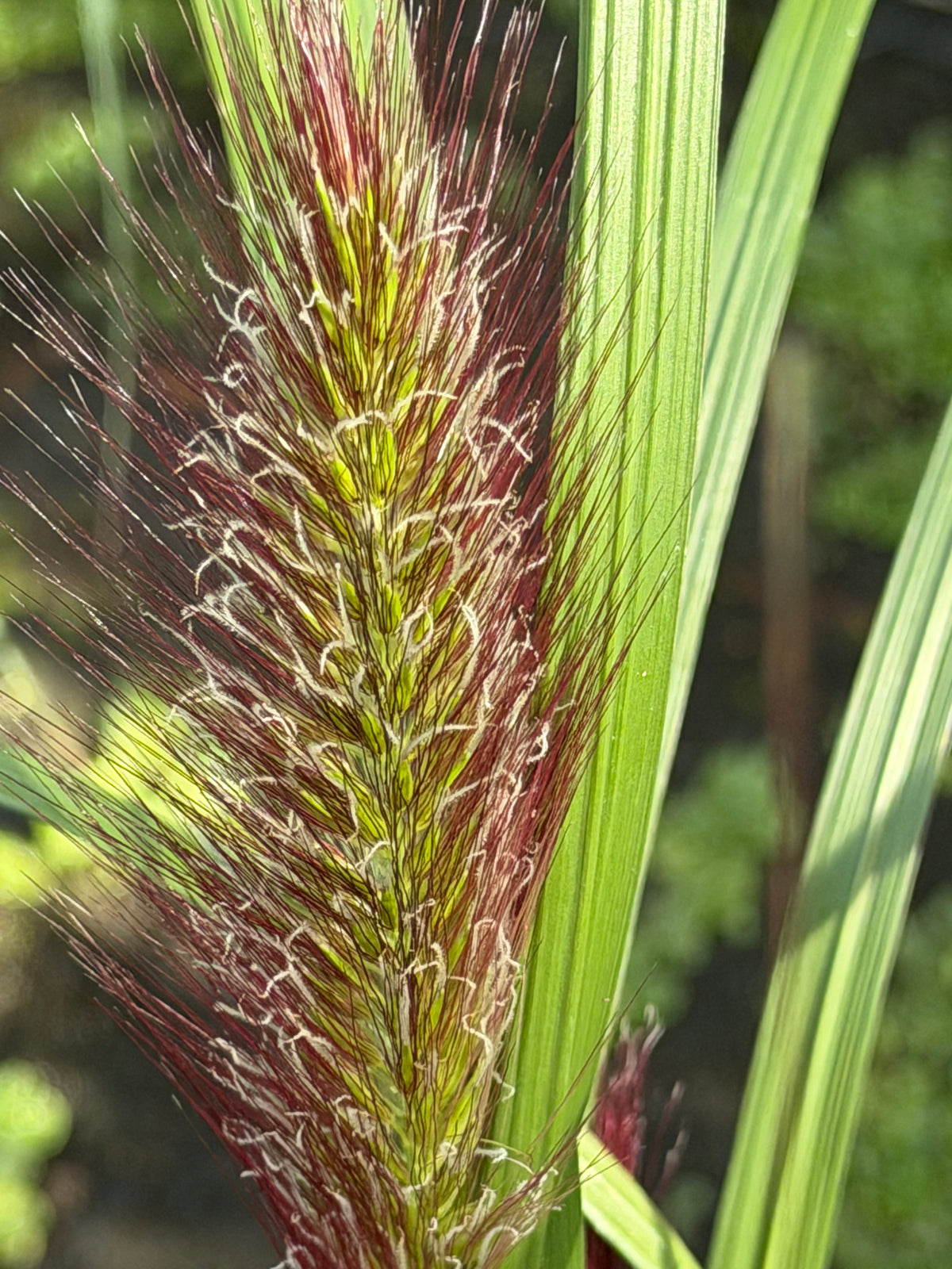 Pennisetum alopecuroides 'Black Beauty'