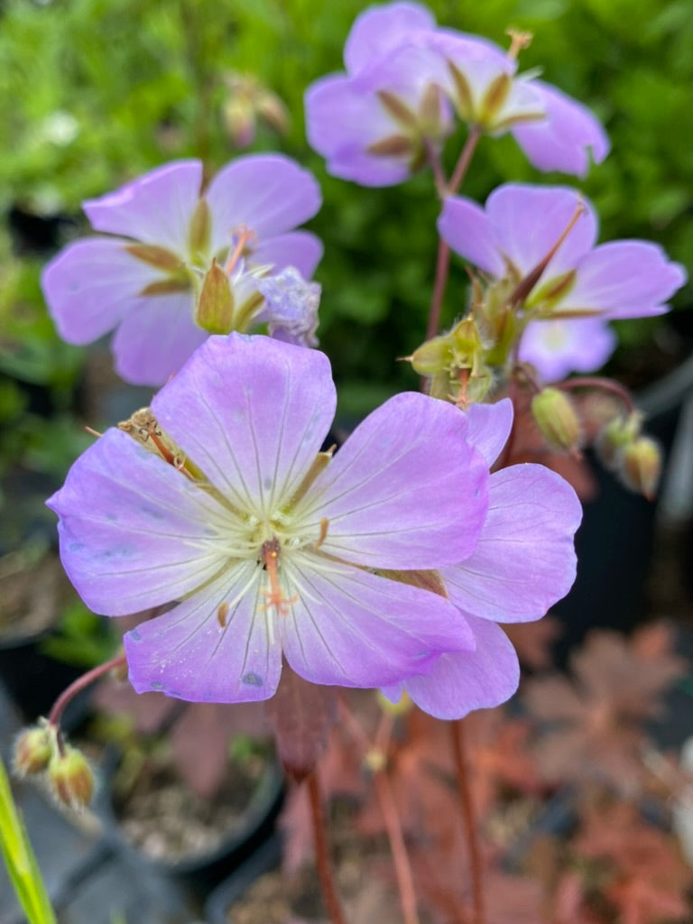Geranium maculatum ‘Copper Tiger&#39;