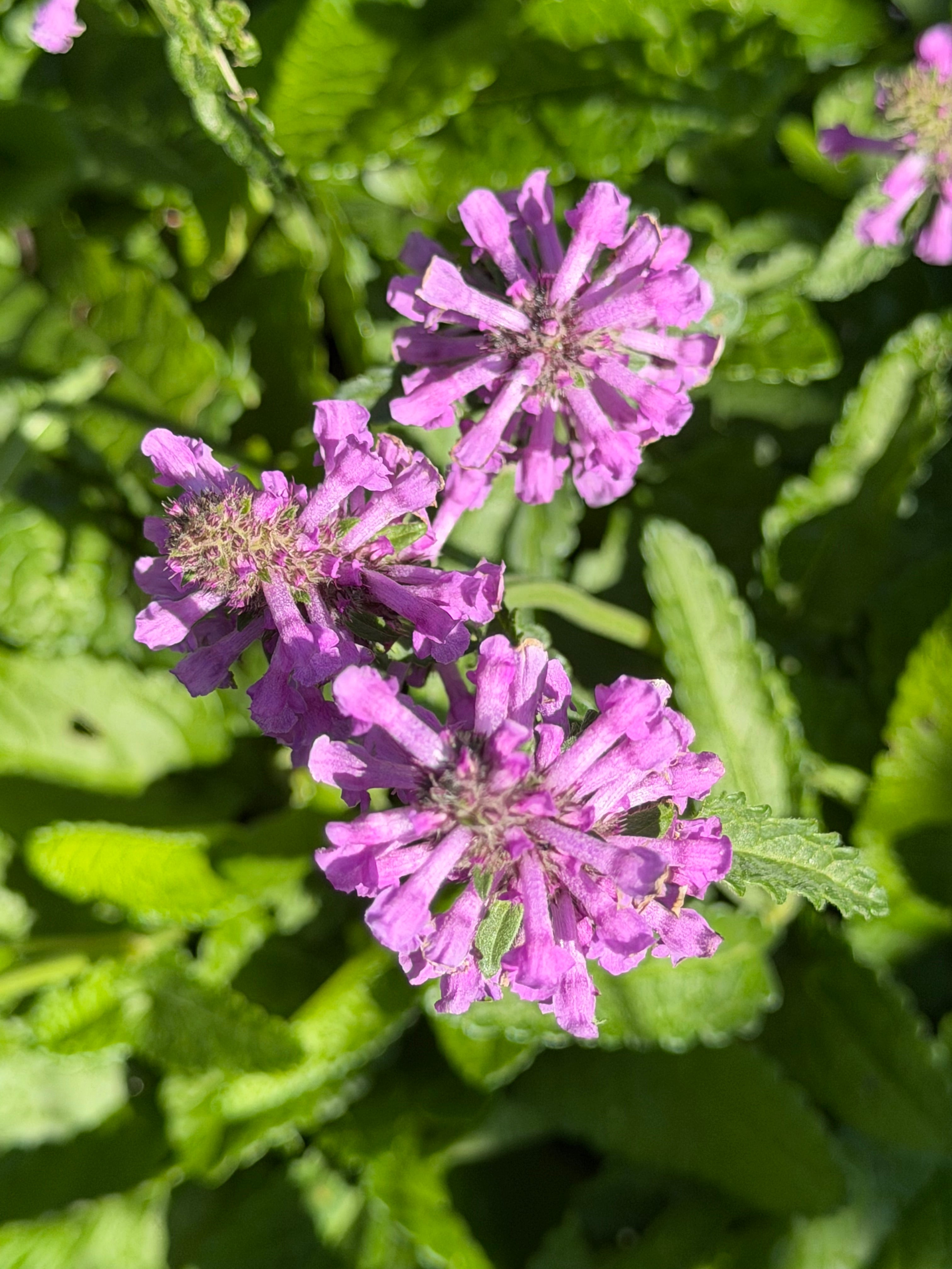 Stachys officinalis ‘Summer Grapes’
