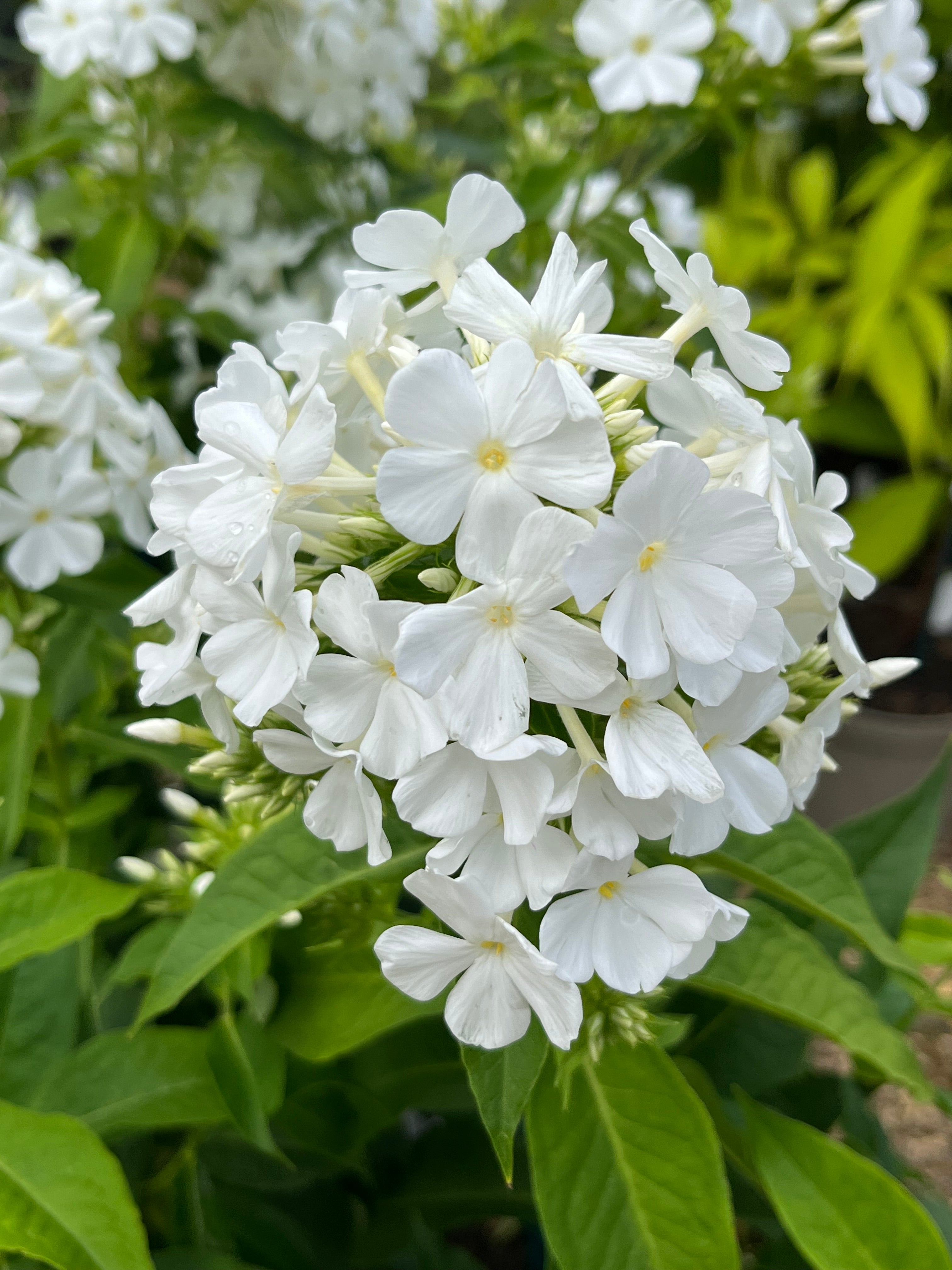 Phlox paniculata ‘Mount Fuji&#39; (Fujiyama)