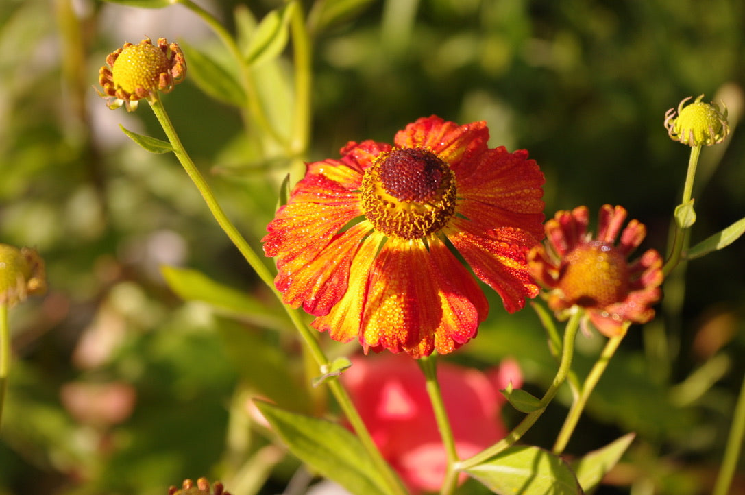 Helenium ‘Septemberfuchs’