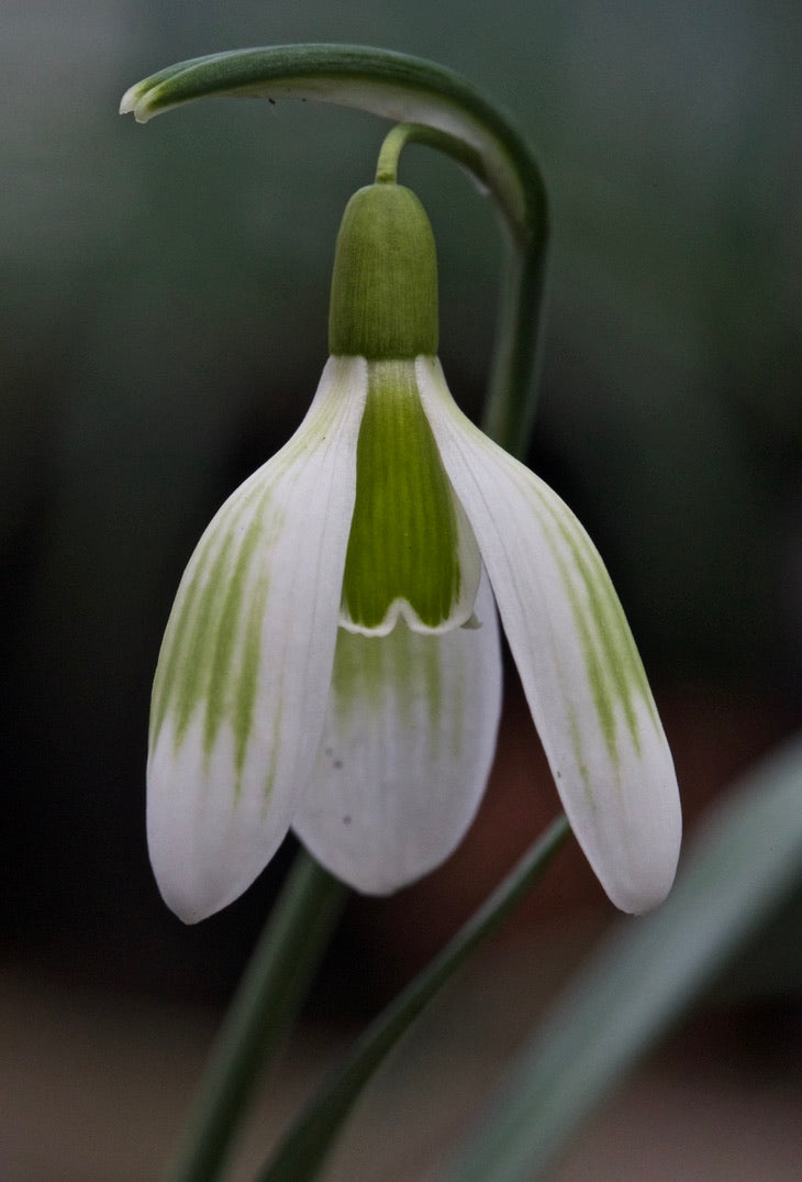 Galanthus nivalis 'Fun Ribbons' (069)