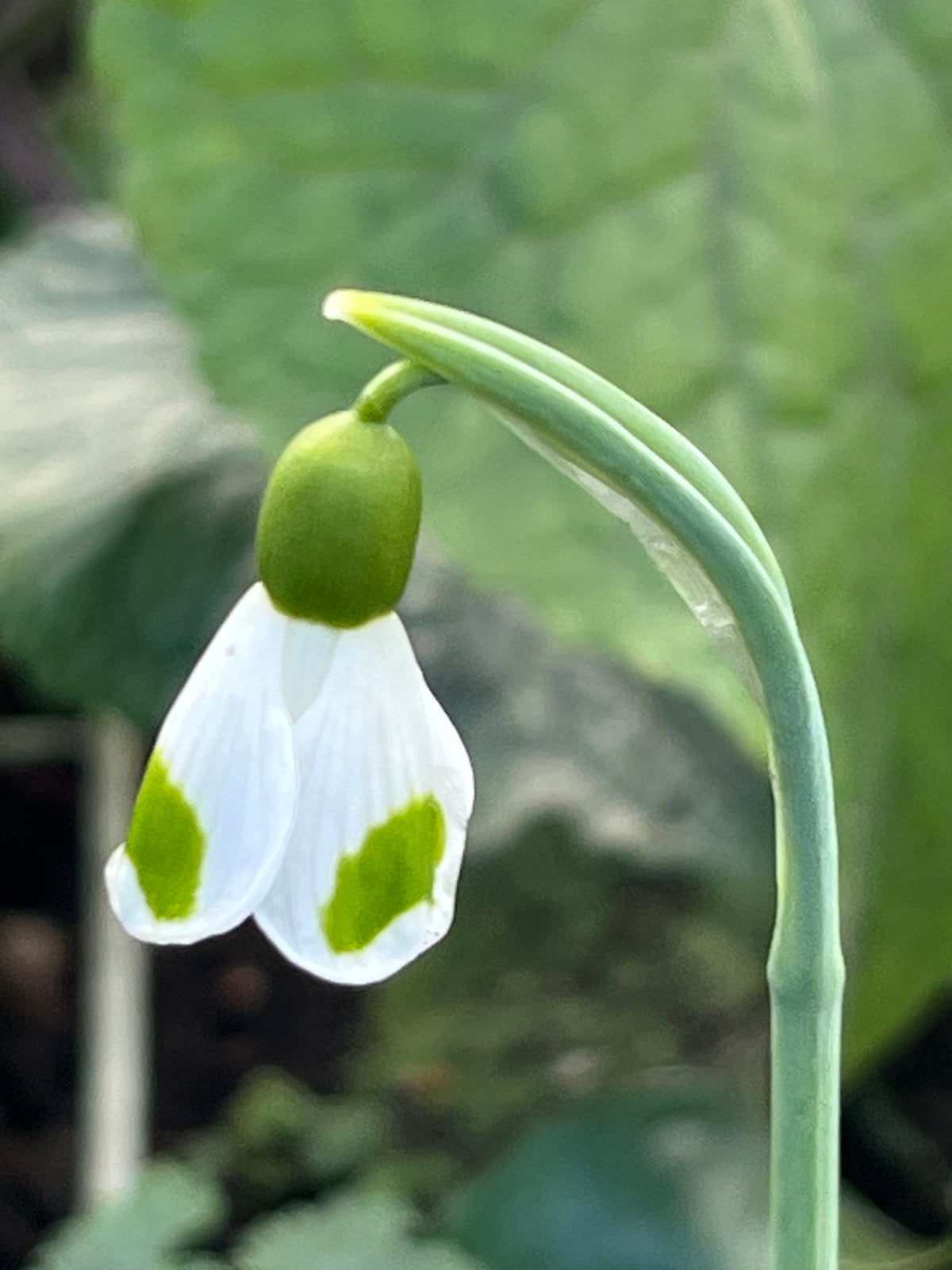 Galanthus ‘Bumblebee’