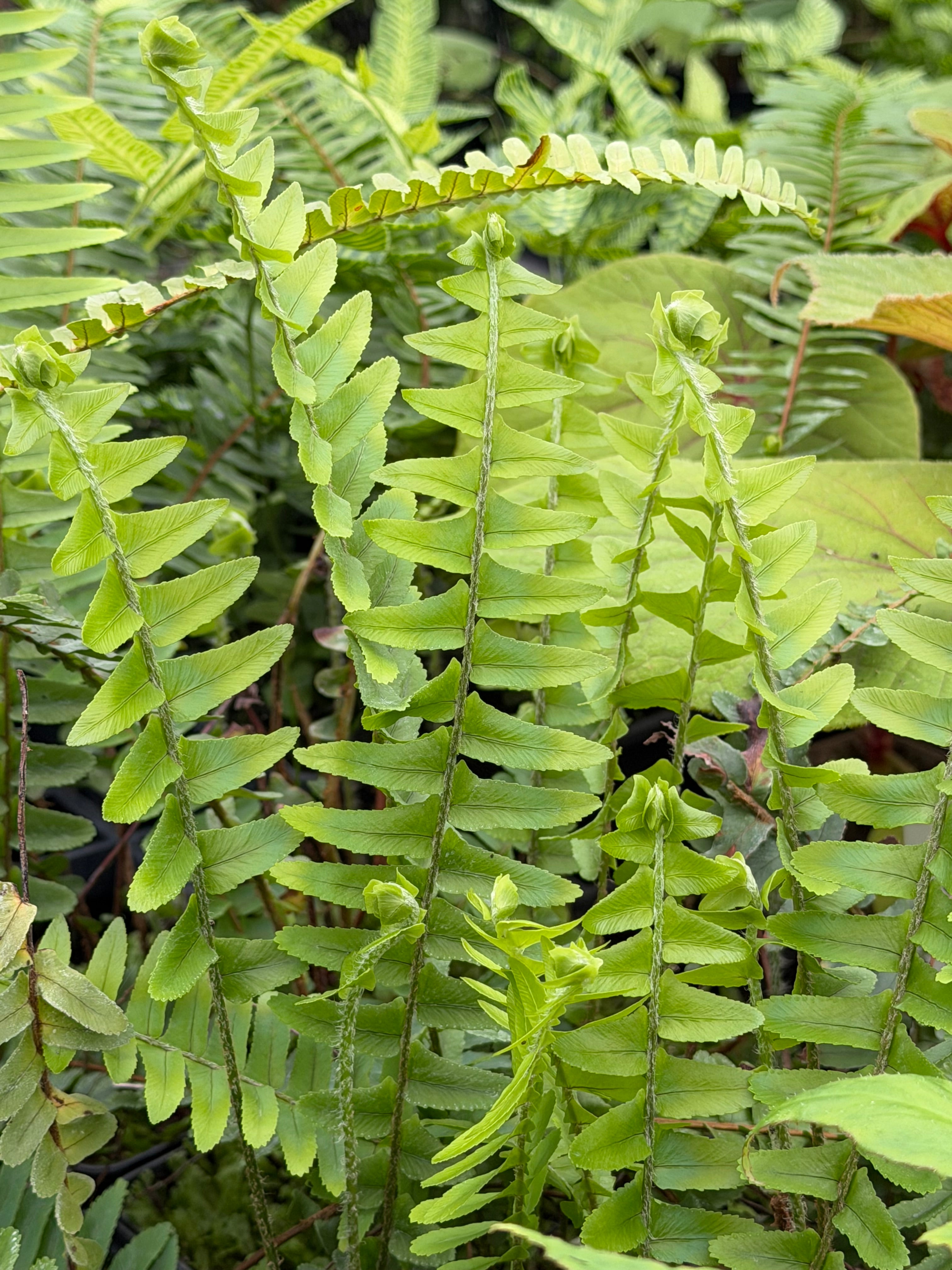 Nephrolepsis obliterata