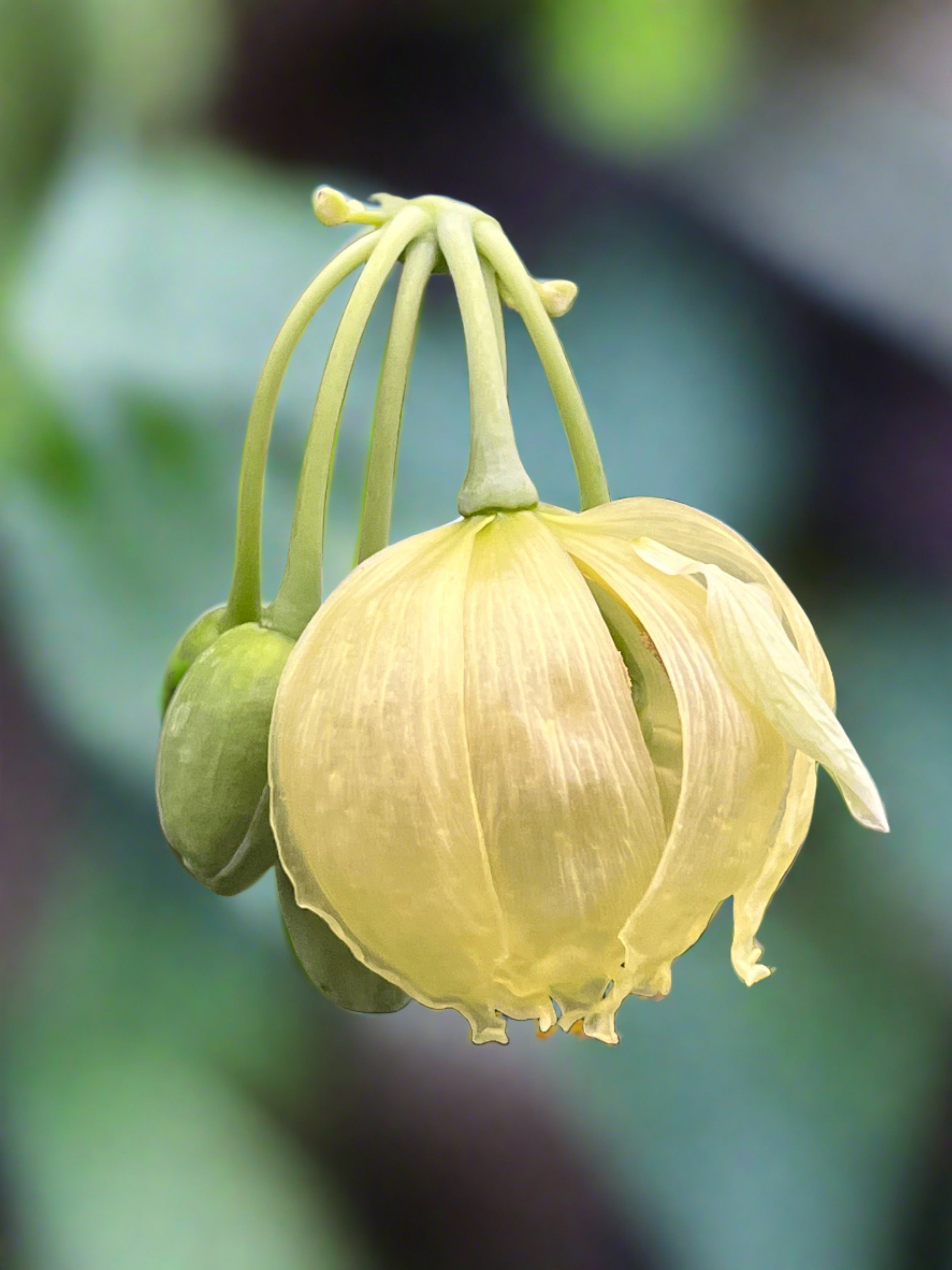 Podophyllum versipelle album