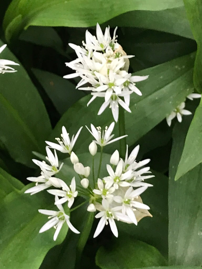 Allium ursinum