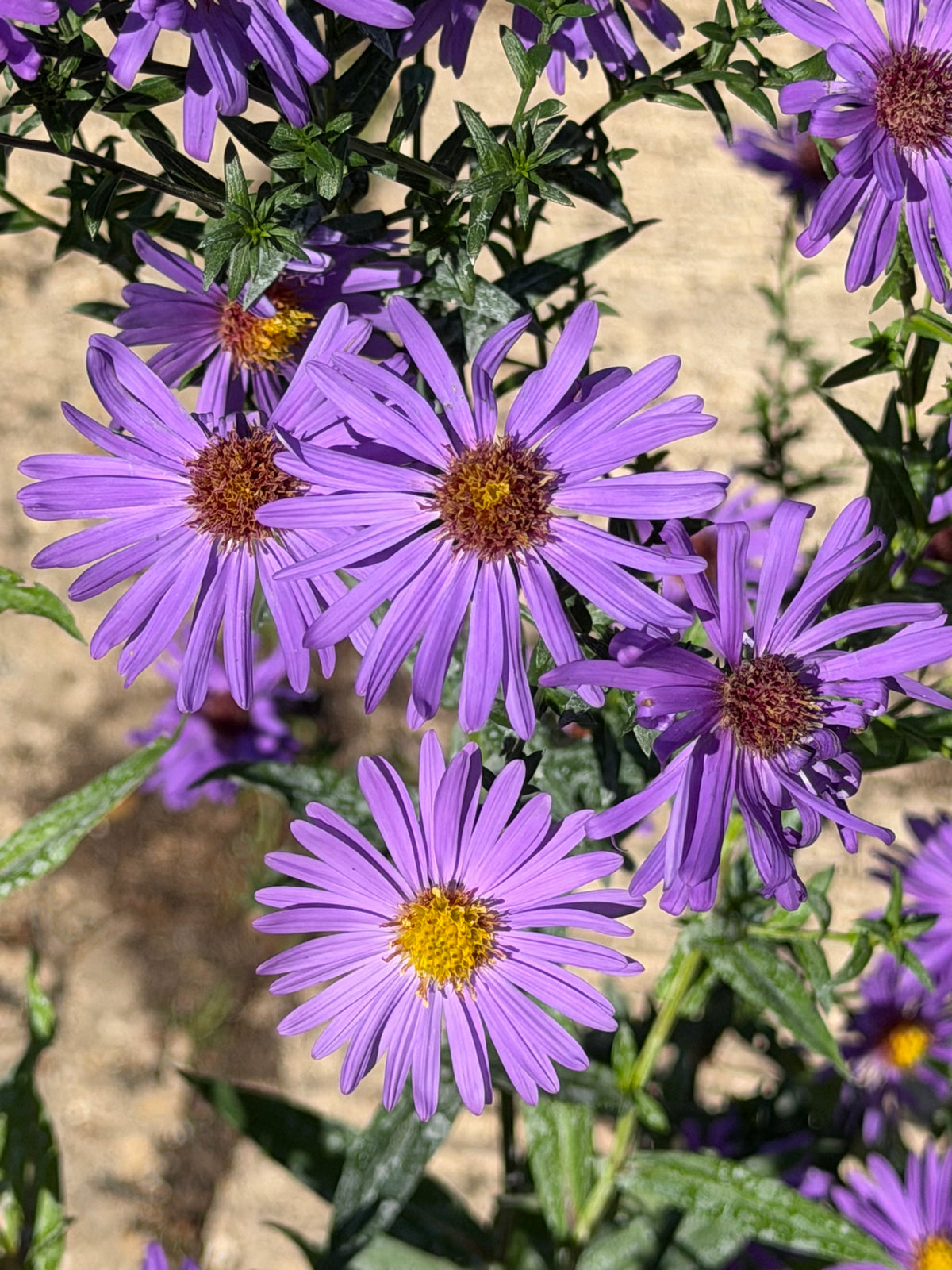 Aster (Symphyotrichum) laeve 'Orpheus'