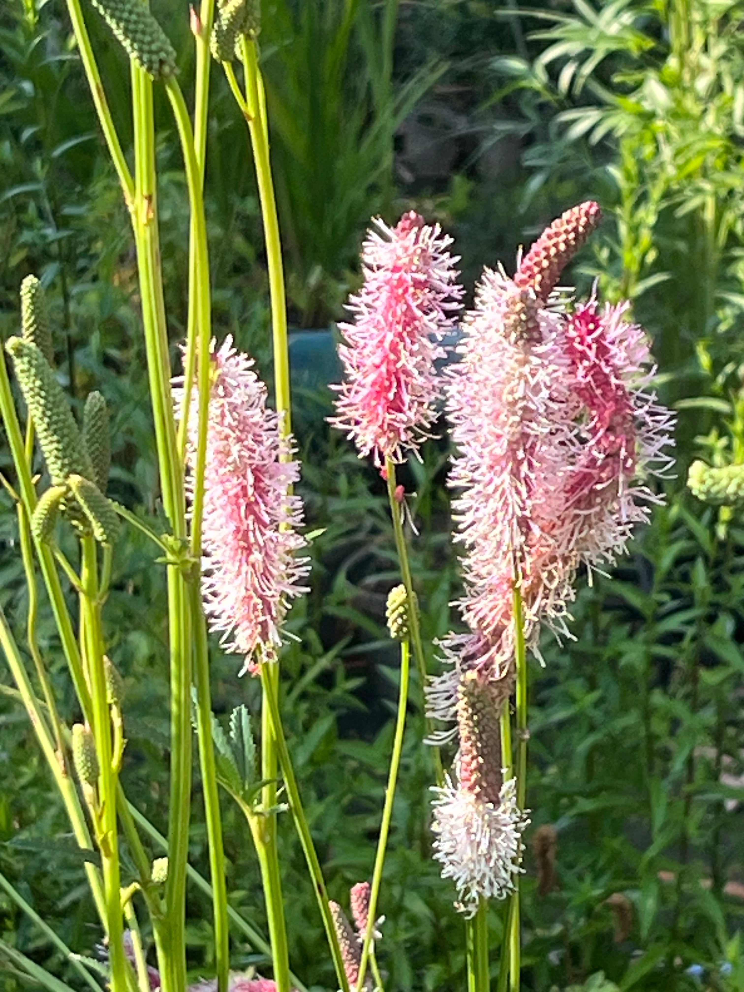 Sanguisorba canadensis &#39;Pink Ruffles&#39;