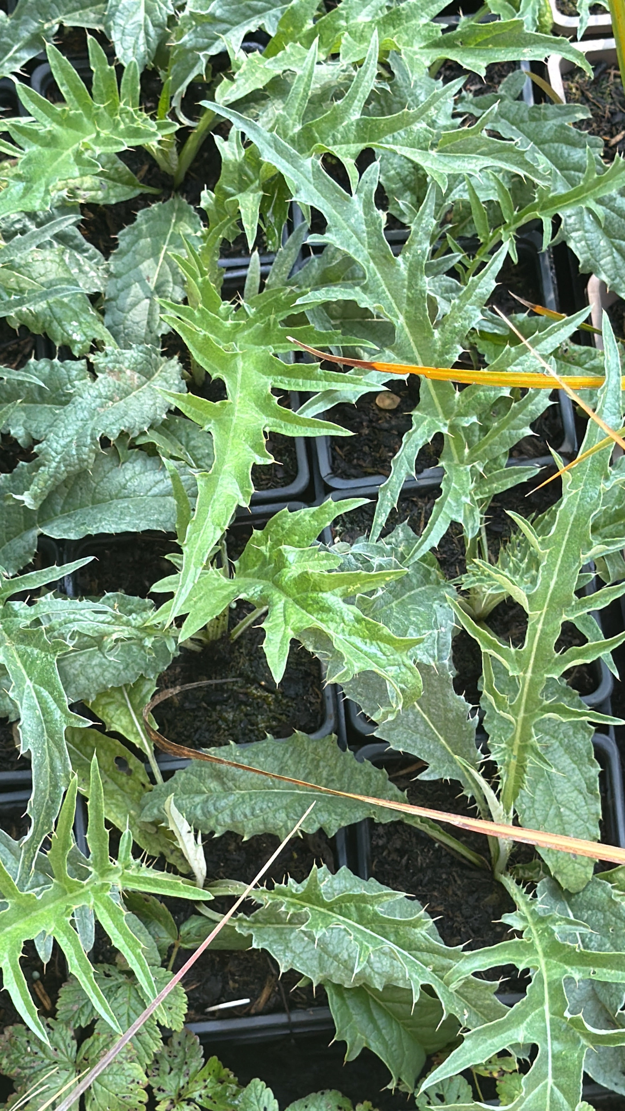 Cynara baetica var. marrocana