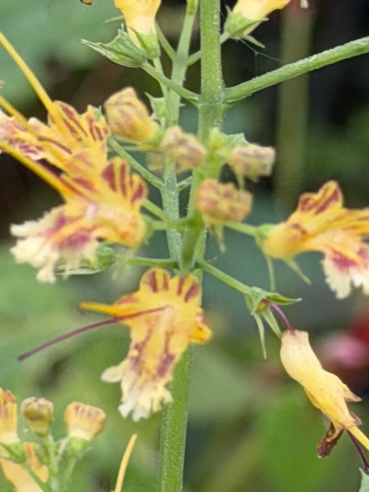 Collinsonia canadensis