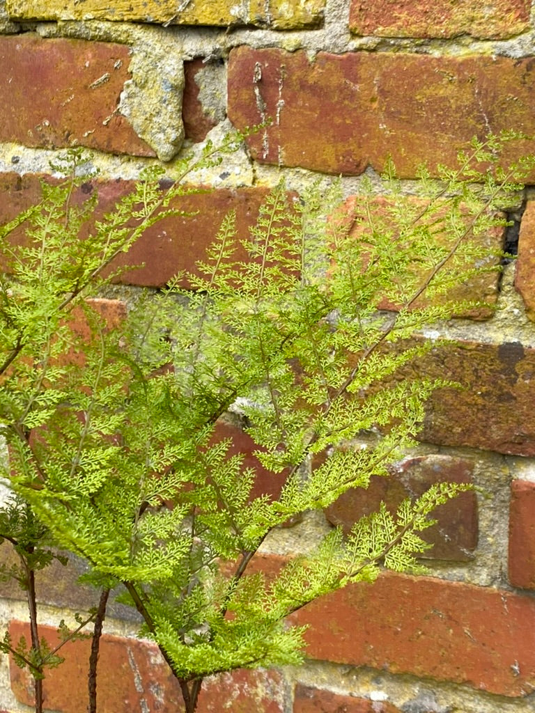 Araiostegia perdurans