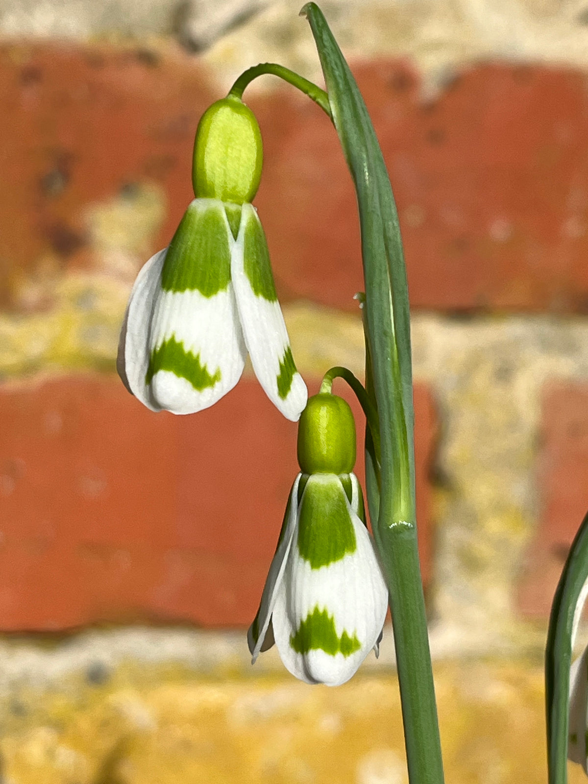 Galanthus ‘Chantry Gem' GC53