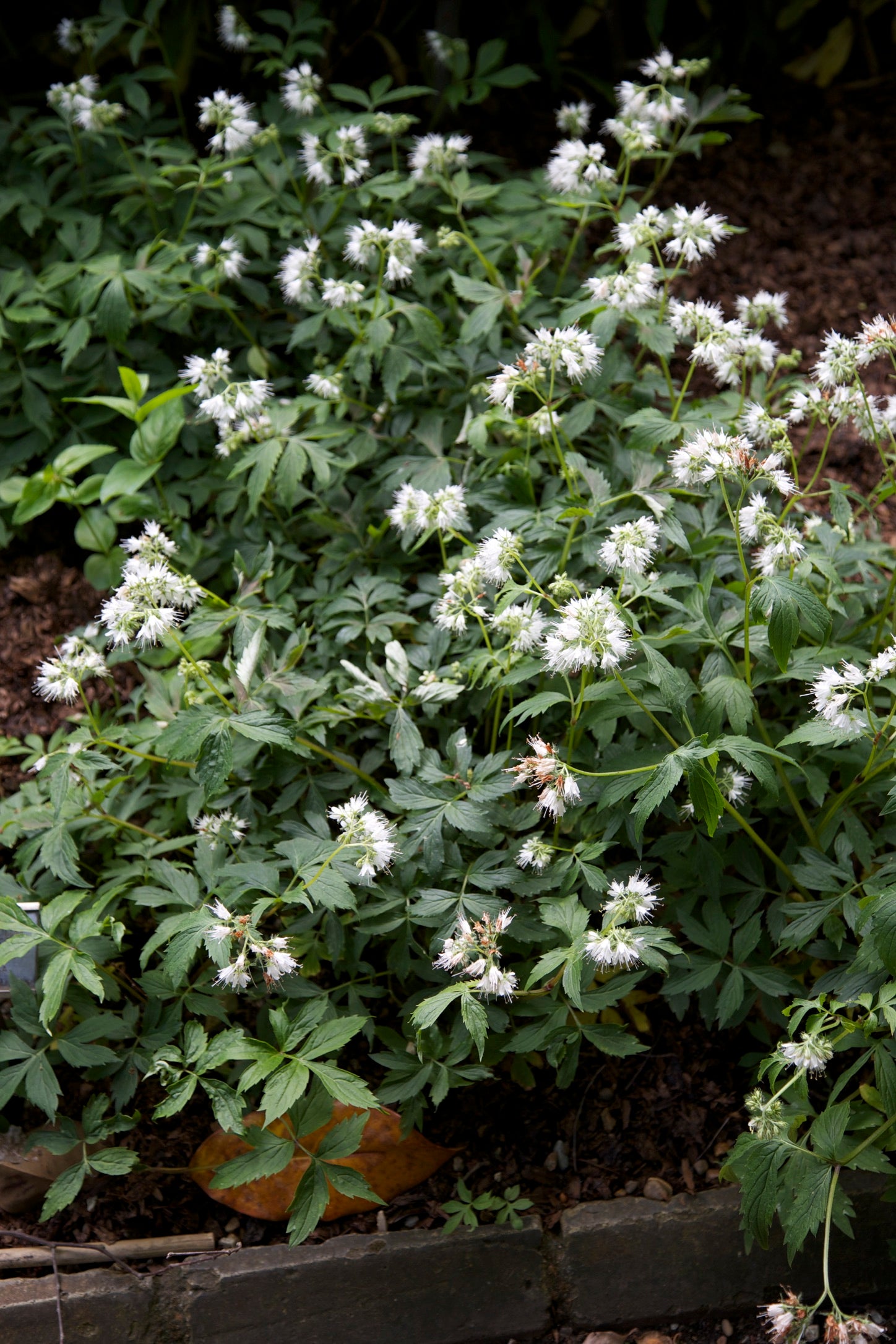 Hydrophyllum virginianum