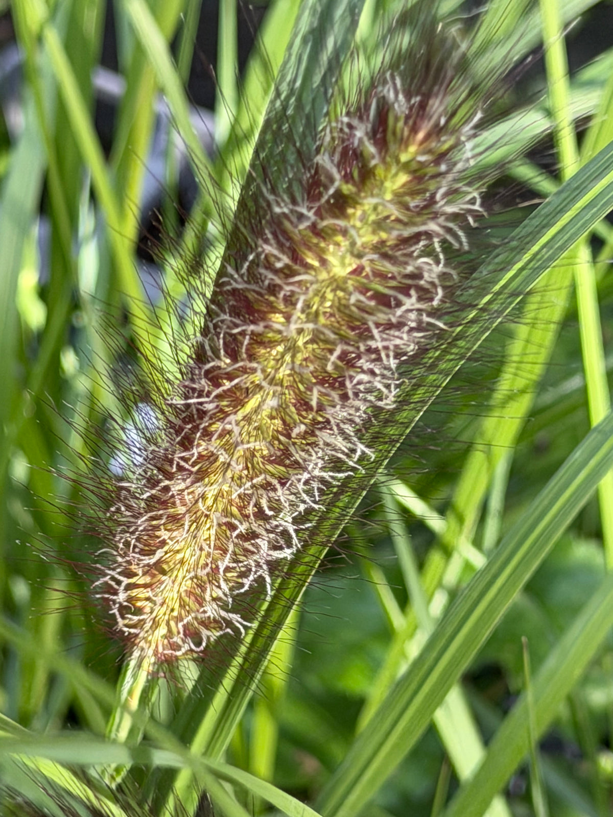 Pennisetum alopecuroides 'Black Beauty'