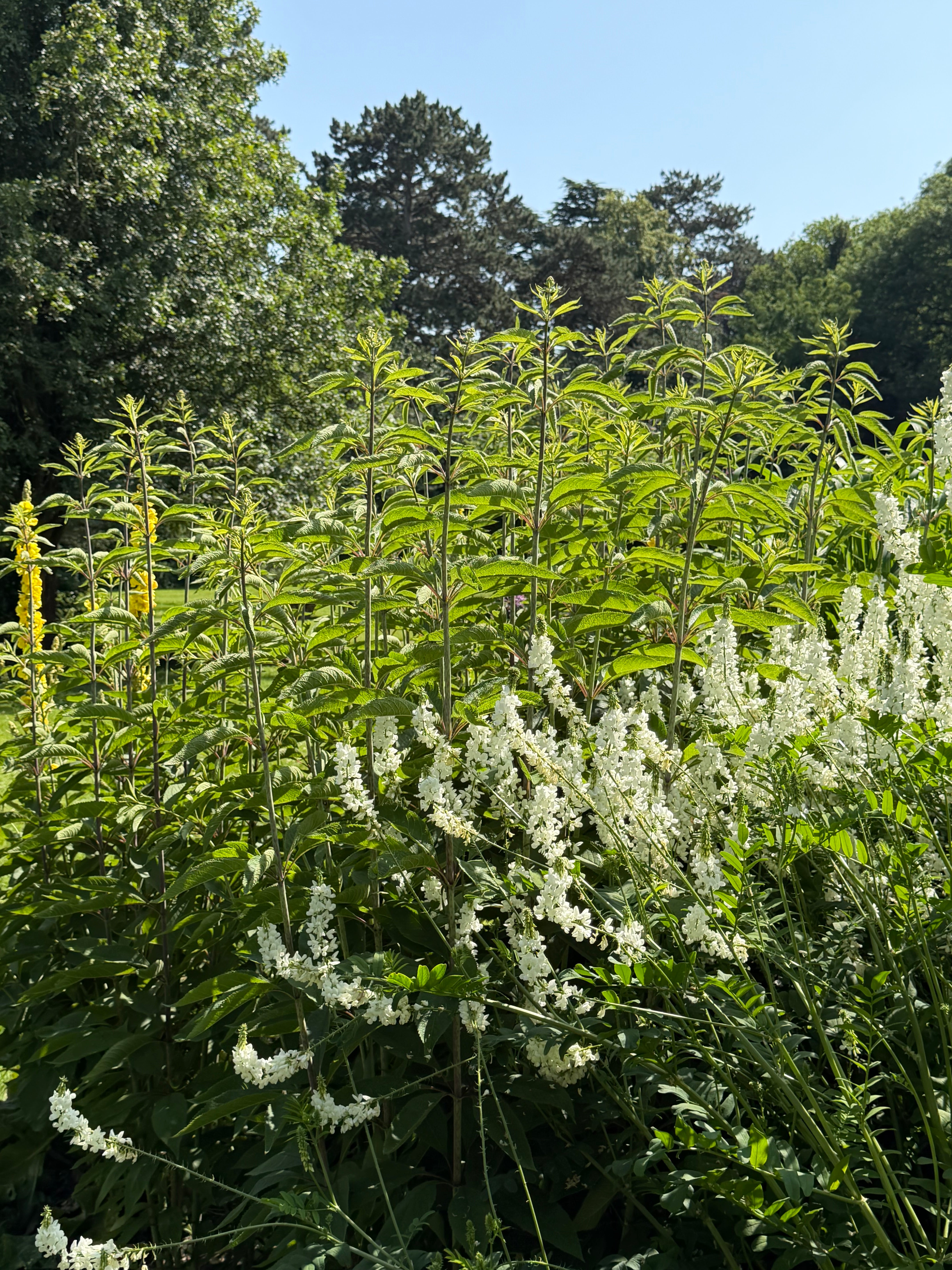 Eutrochium fistulosum 'Berggarten'