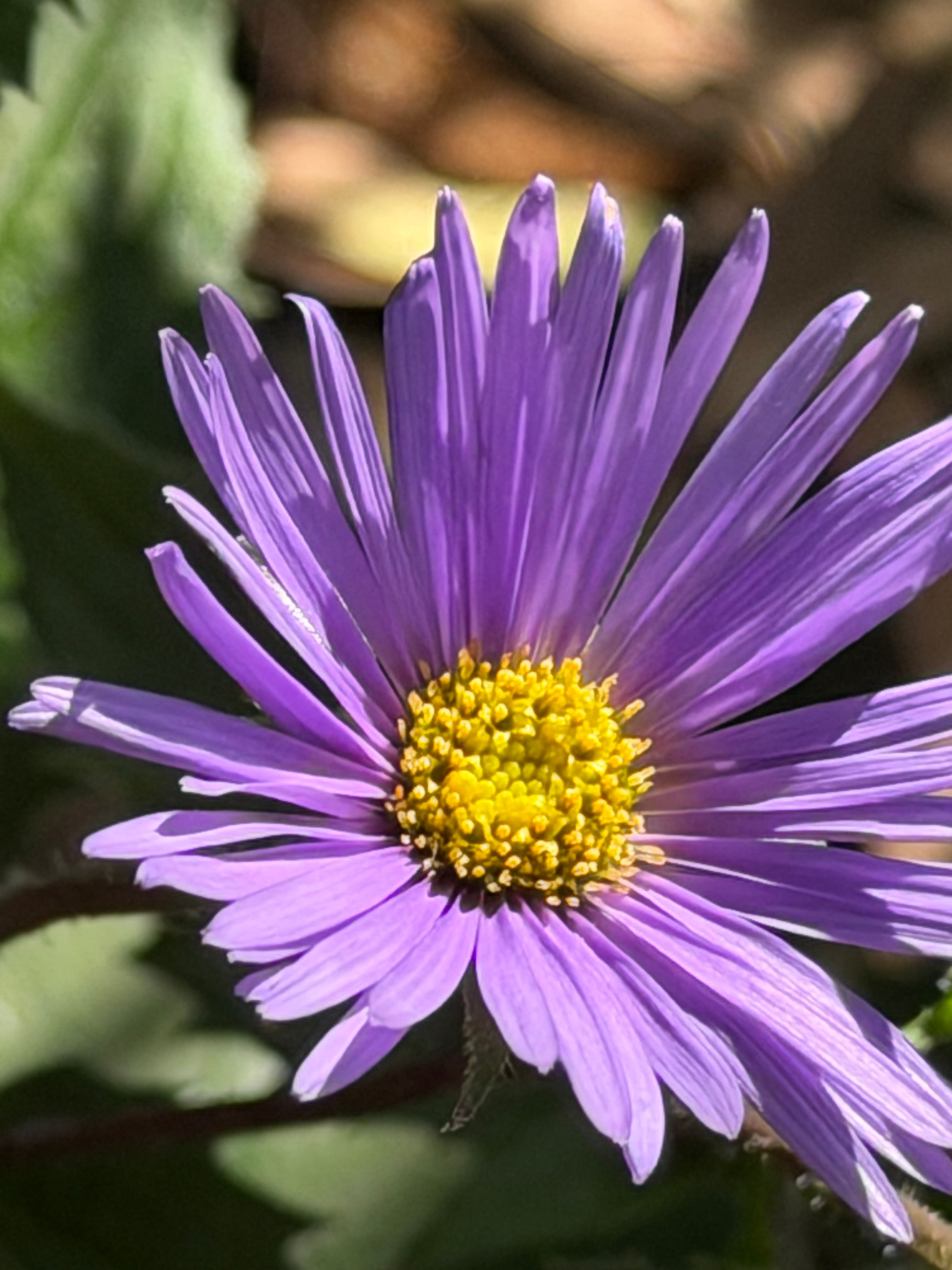 Cordiofontis (Aster) peducularis