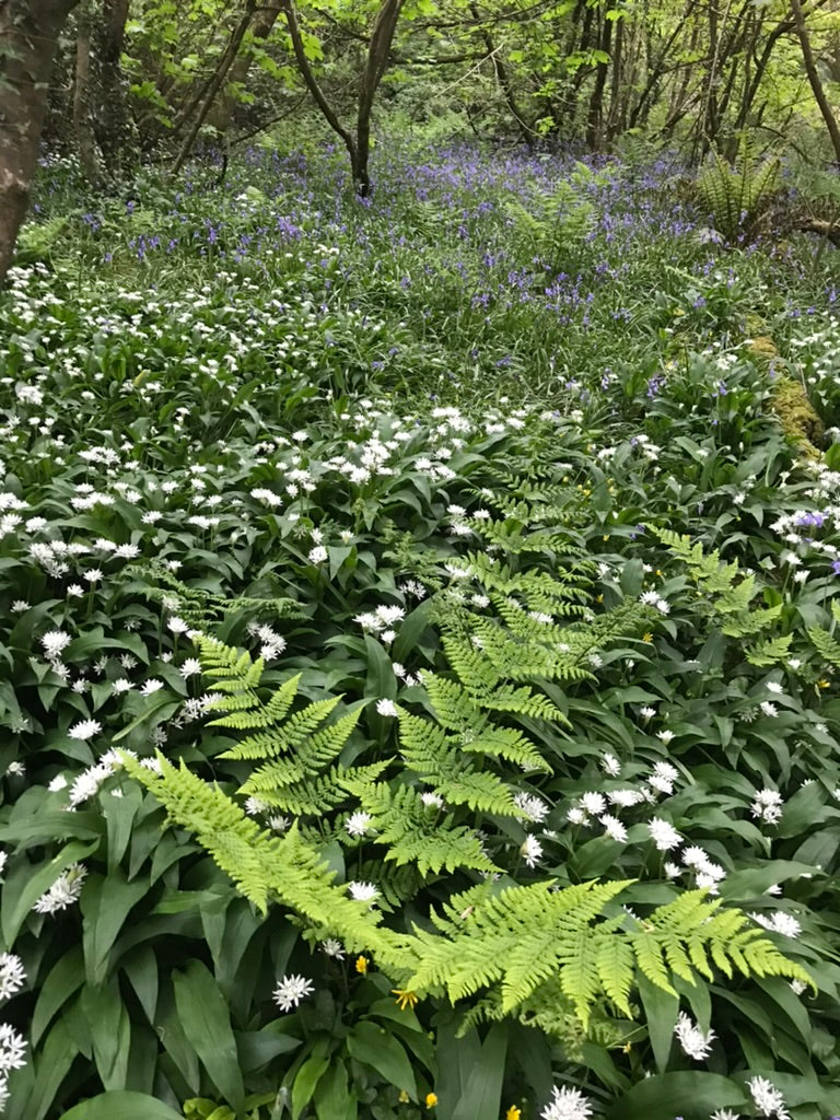 Allium ursinum