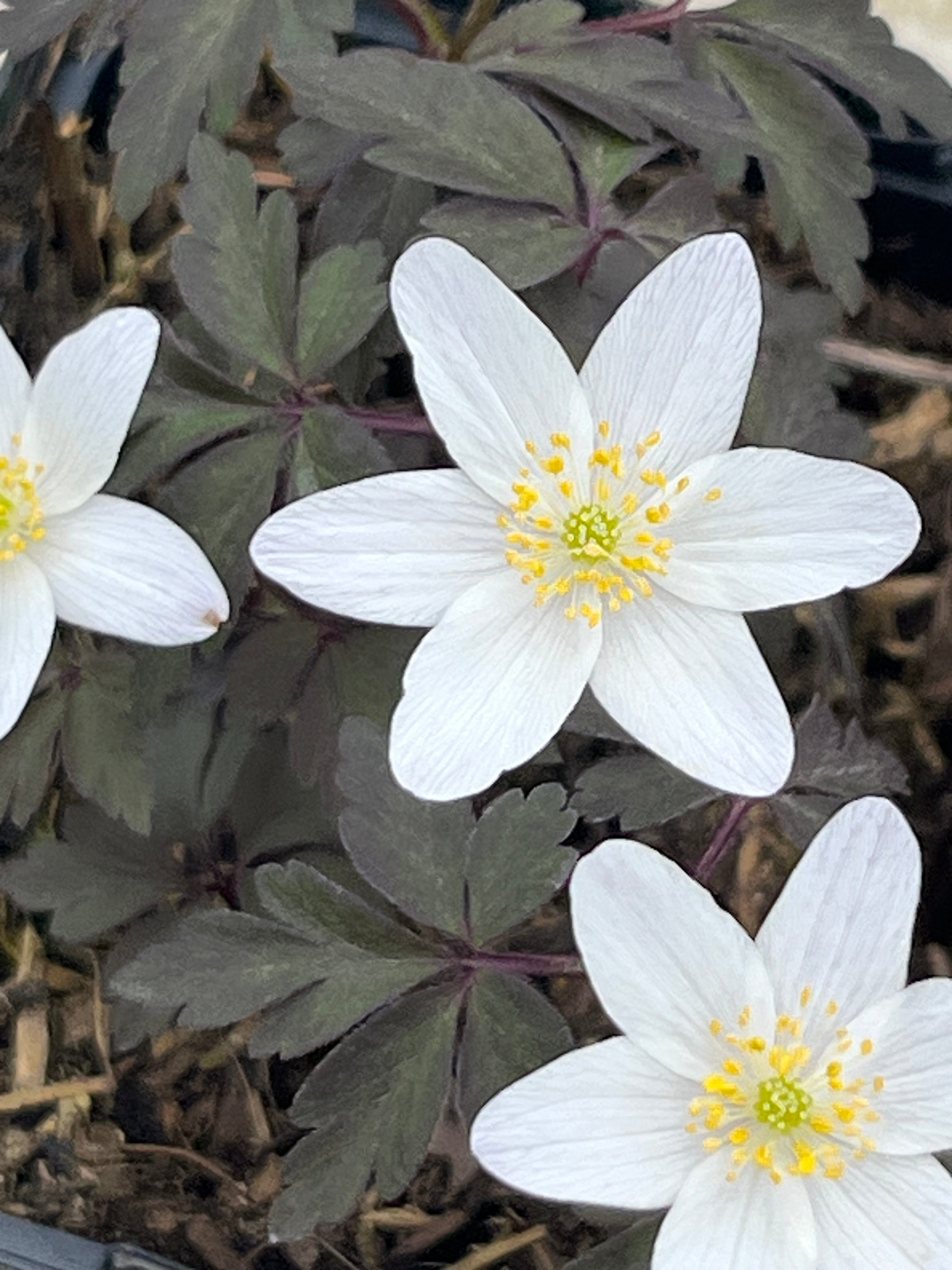 Anemone nemorosa ‘Donnington' – Edulis