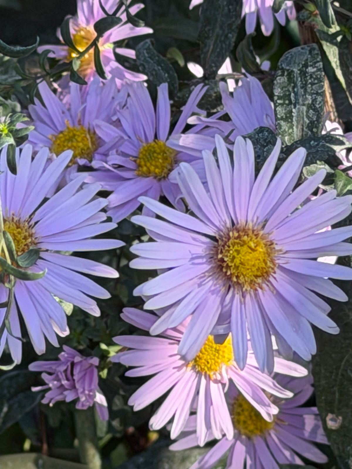 Aster (Symphyotrichum) laeve 'Glow In The Dark'