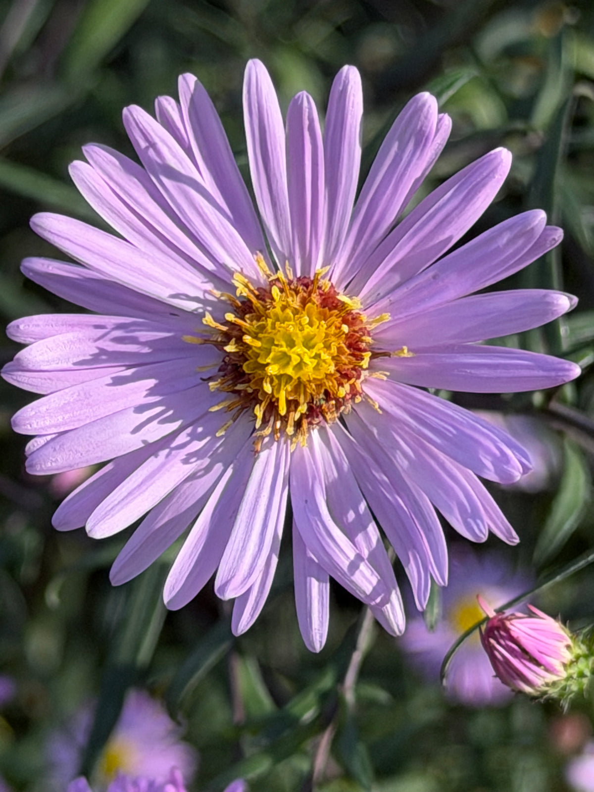 Aster (Symphyotrichum) laeve 'Glow In The Dark'