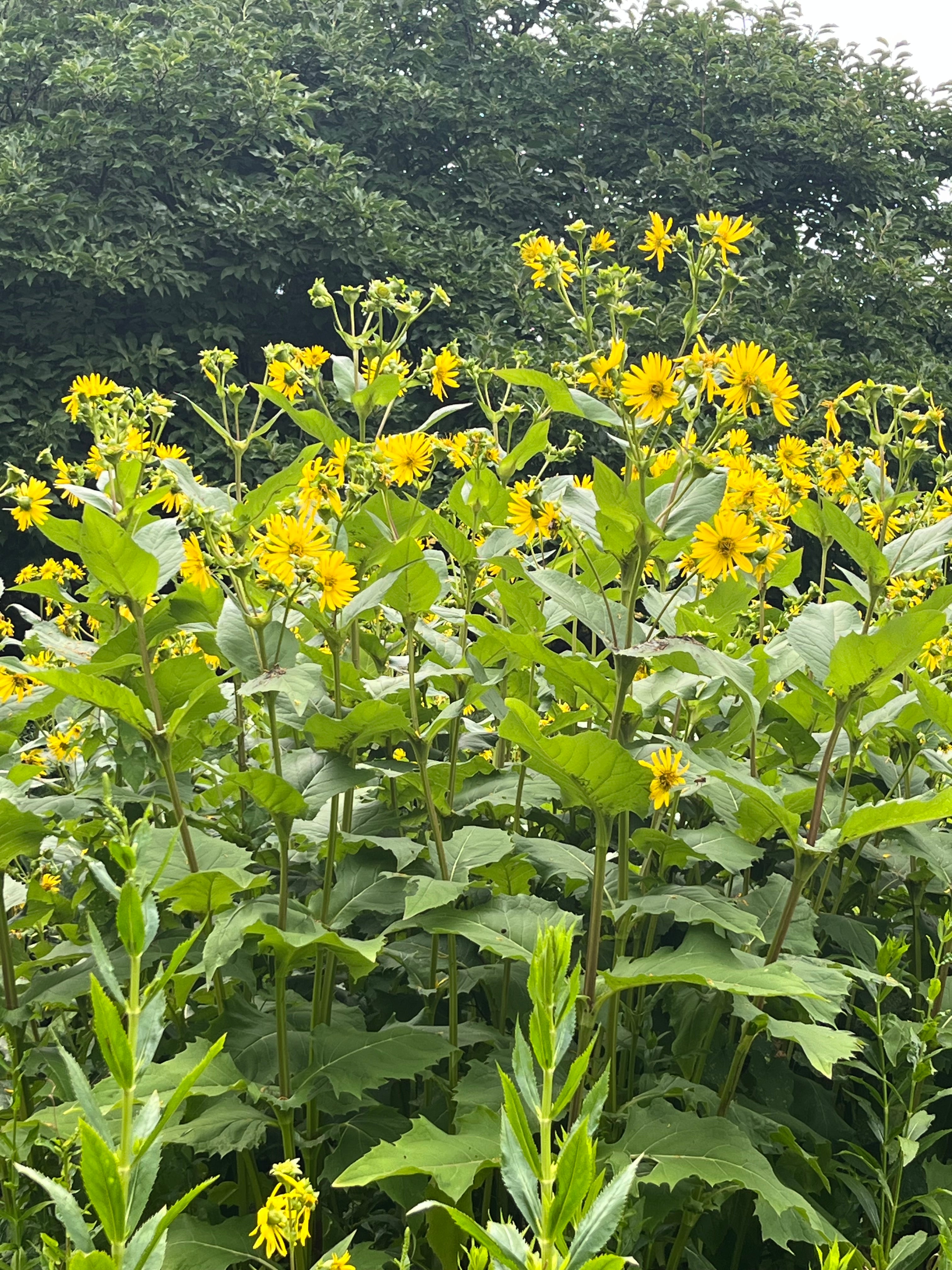 Silphium perfoliatum