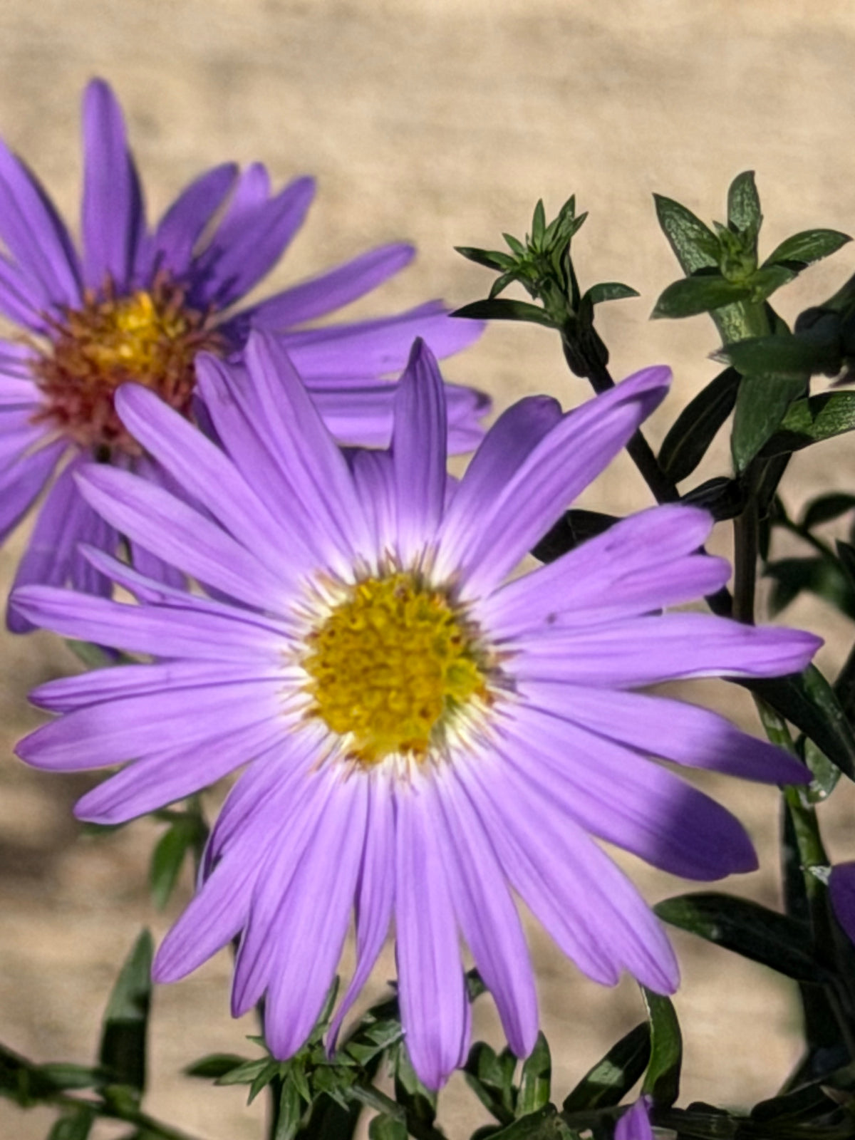 Aster (Symphyotrichum) laeve 'Orpheus'