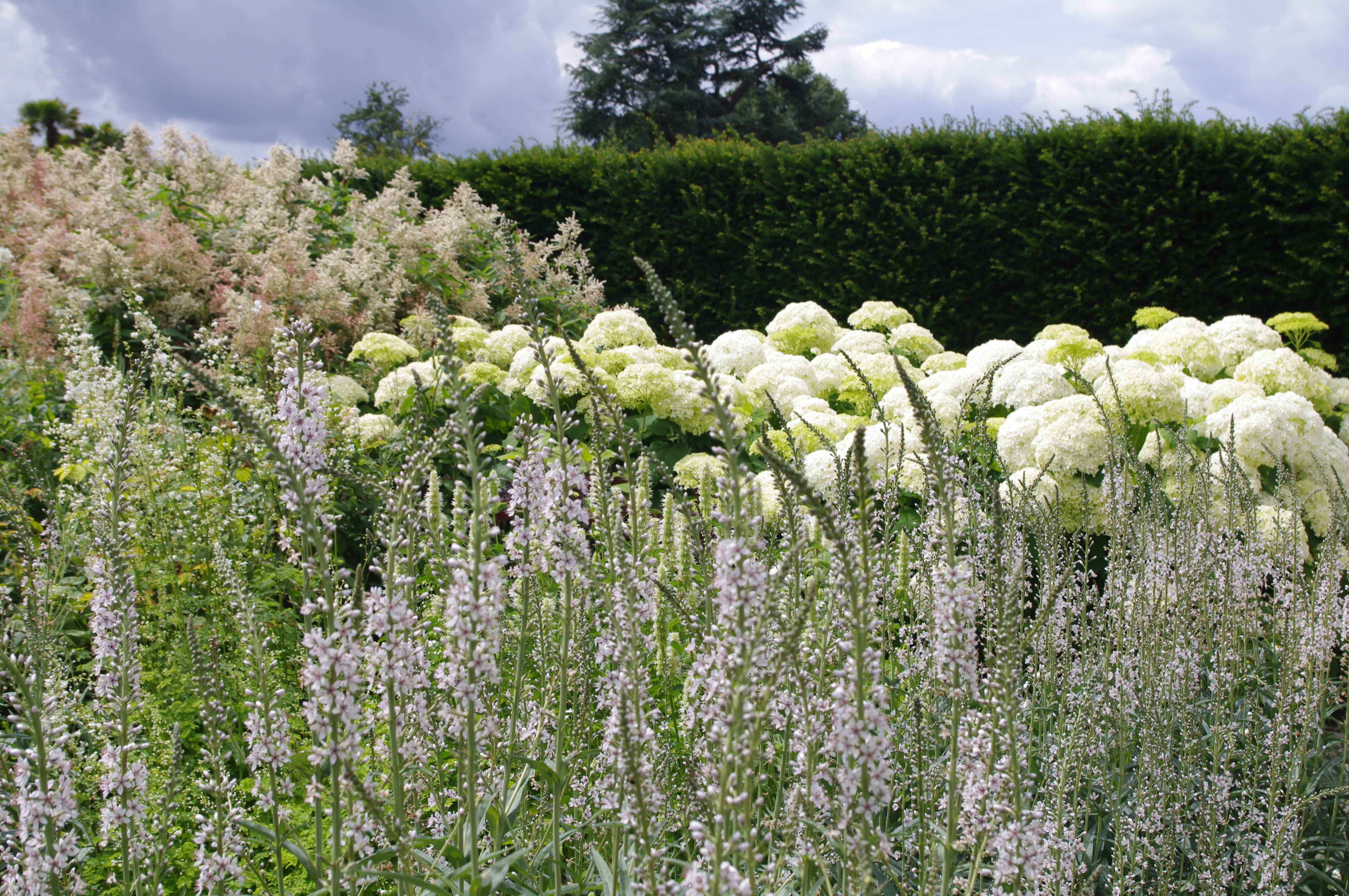 Hydrangea arborescens ‘Annabelle’ AGM