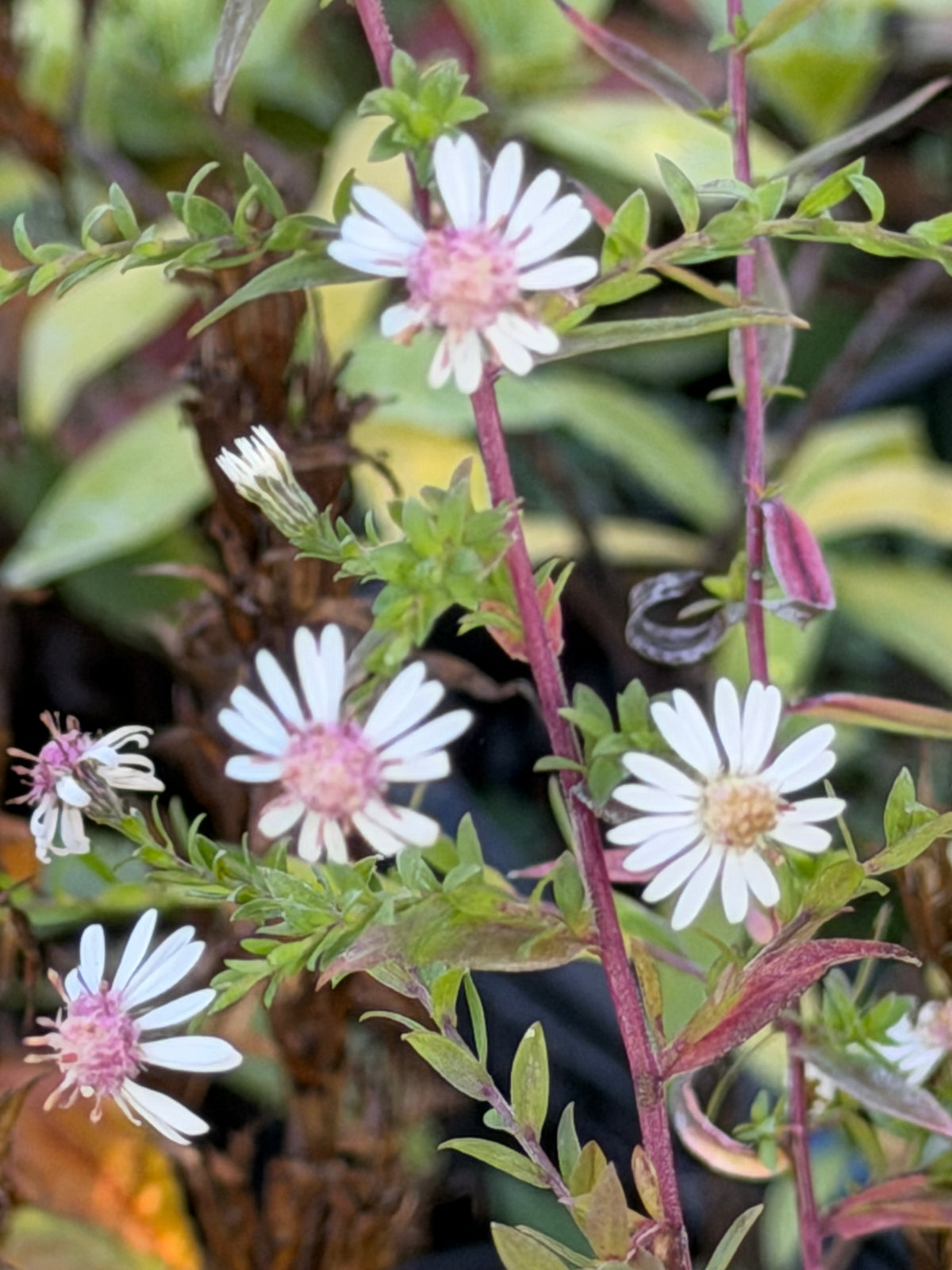 Aster (Symphyotrichum) lateriflorum 'Bleke Bet'
